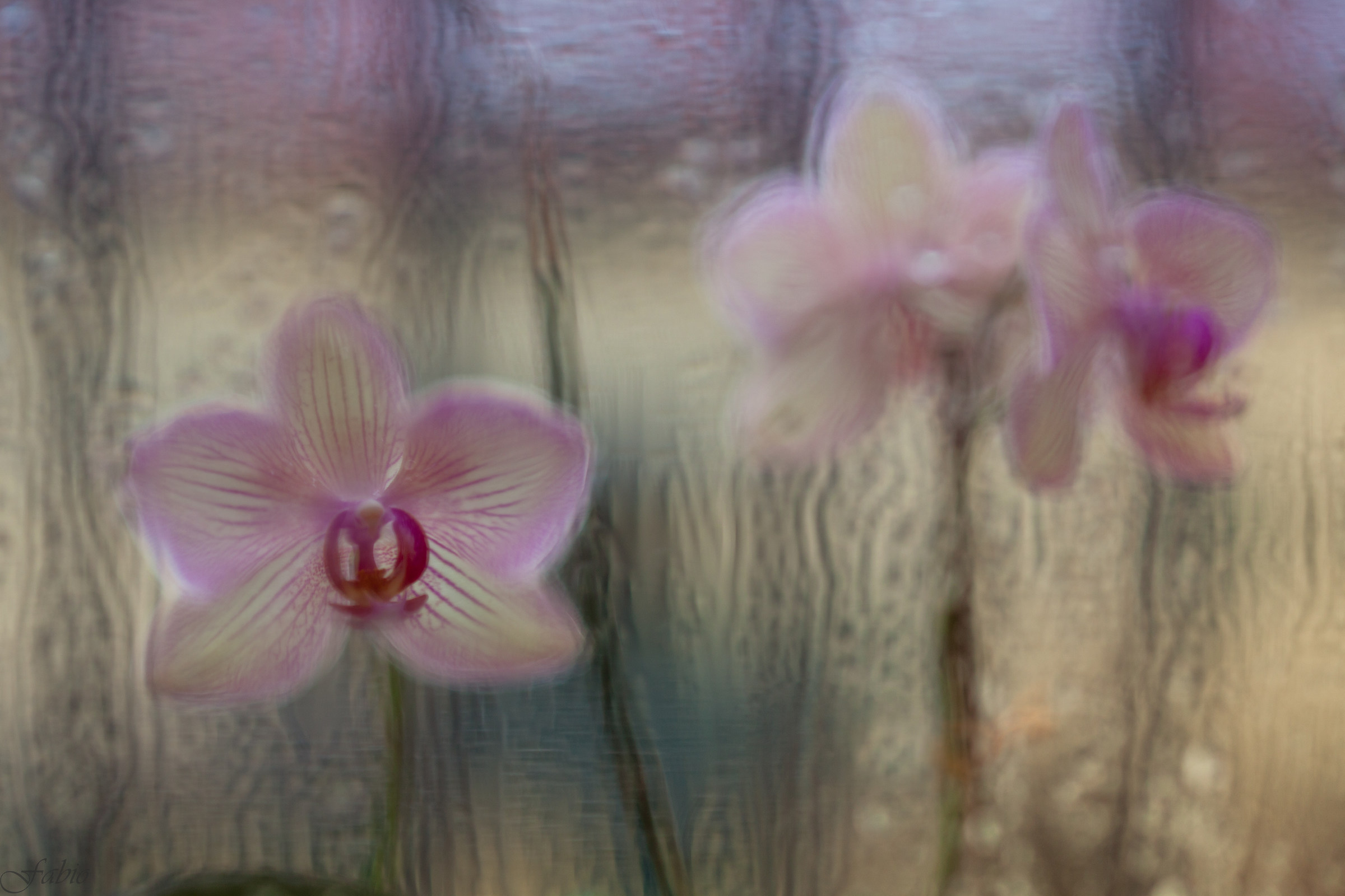 Orchid...