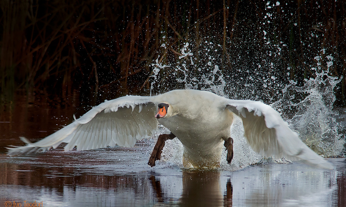 The swan attack....