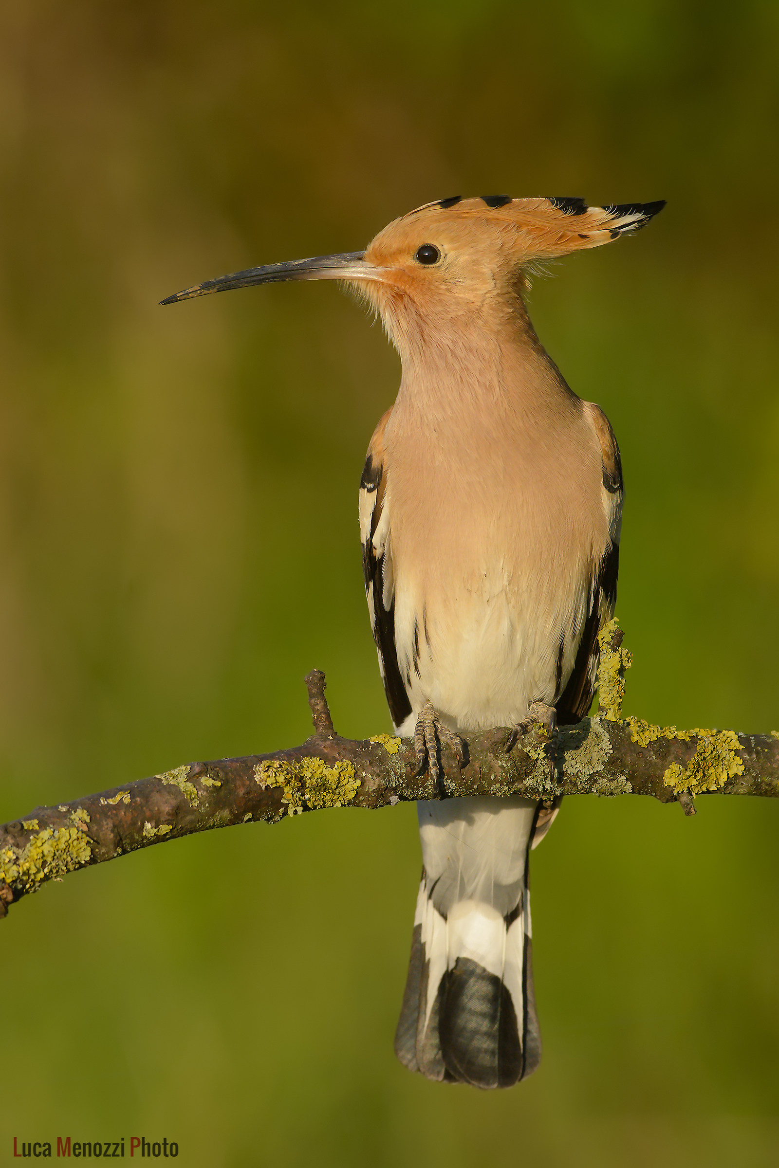 Hoopoe at sunset...