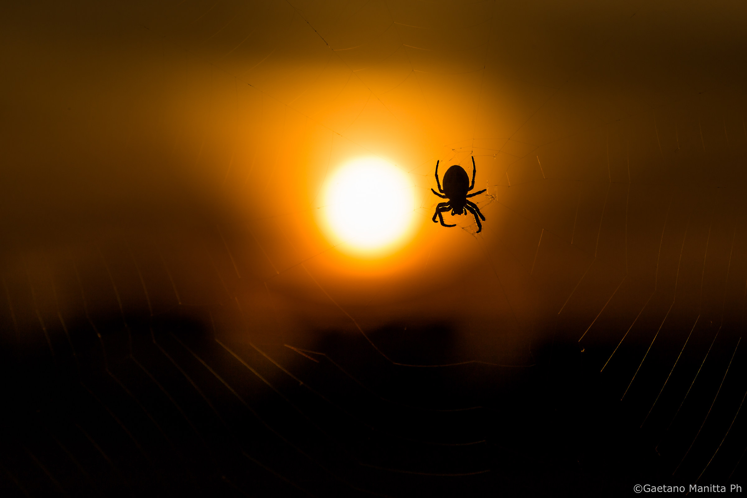 Sunburnt Spider...