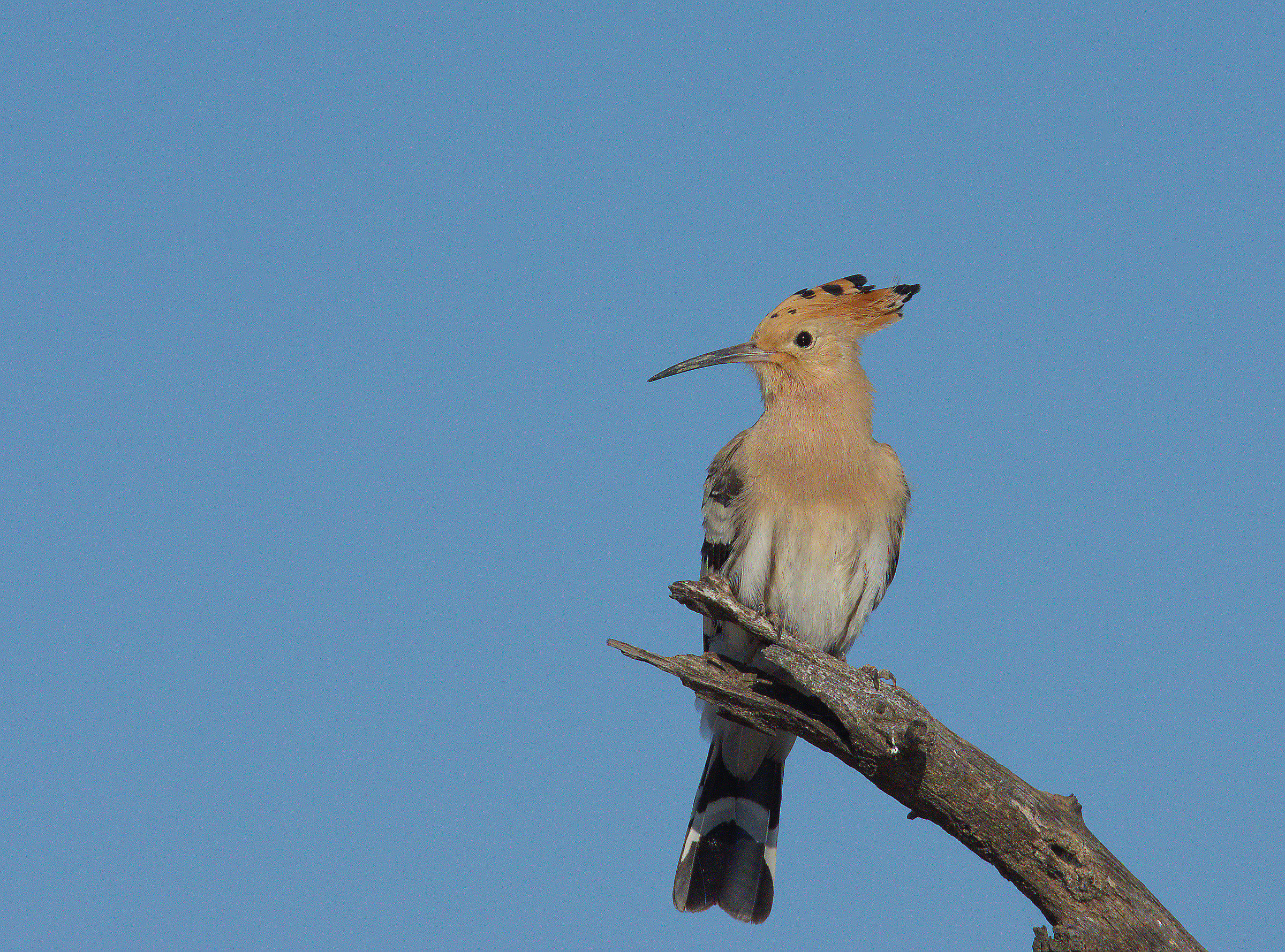 Hoopoe...