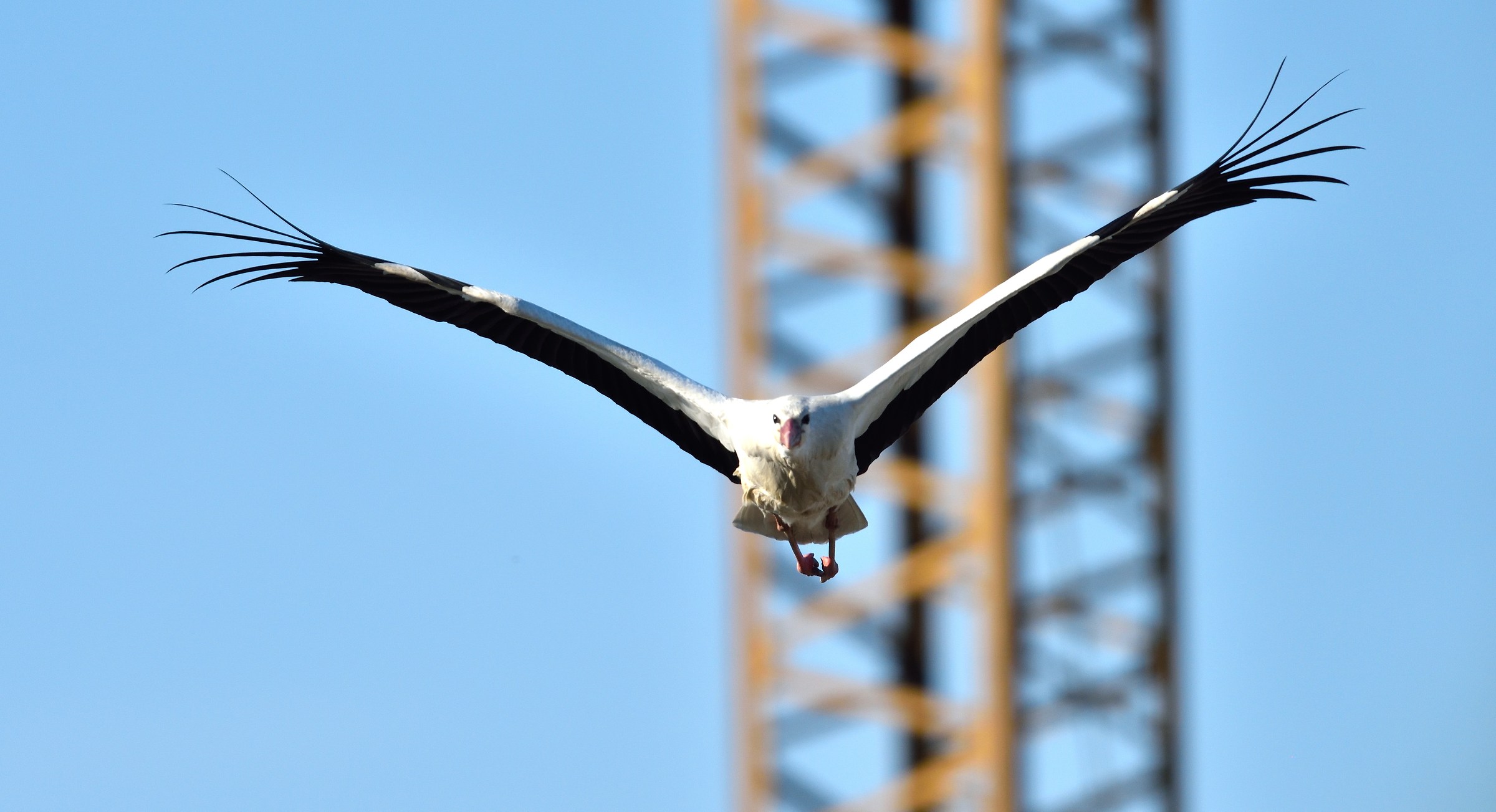 male stork in flight...