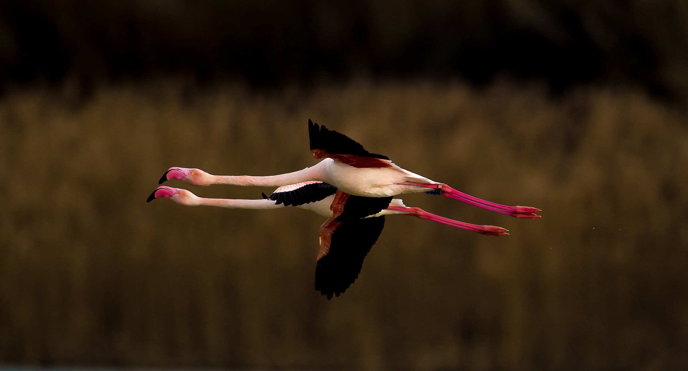 Pink flamingos (Phoenicopterus)...