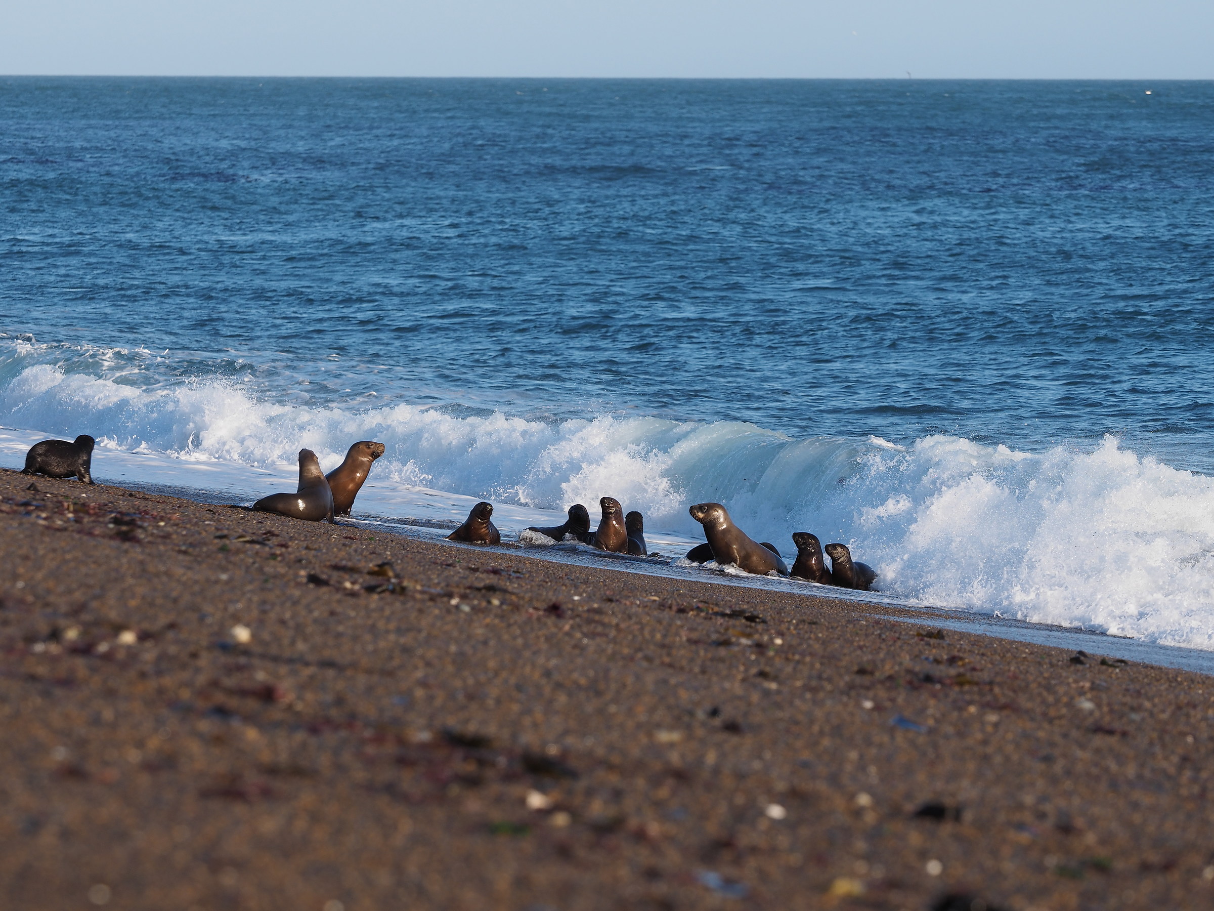 Peninsula Valdes. Punta Norte. Young puppies...