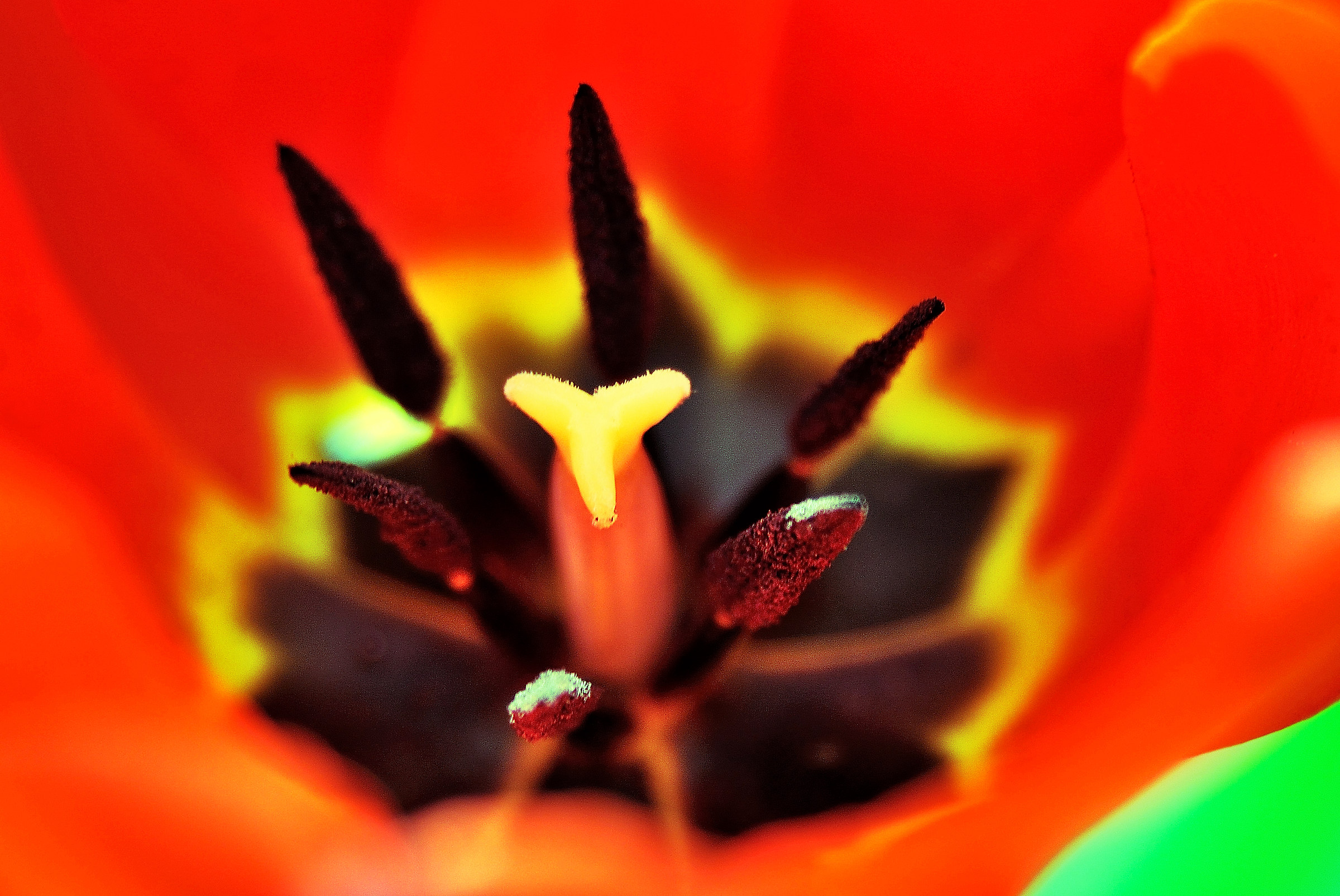 Red tulip .......