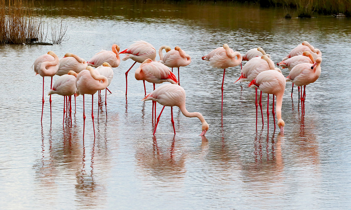 Flamingos France...