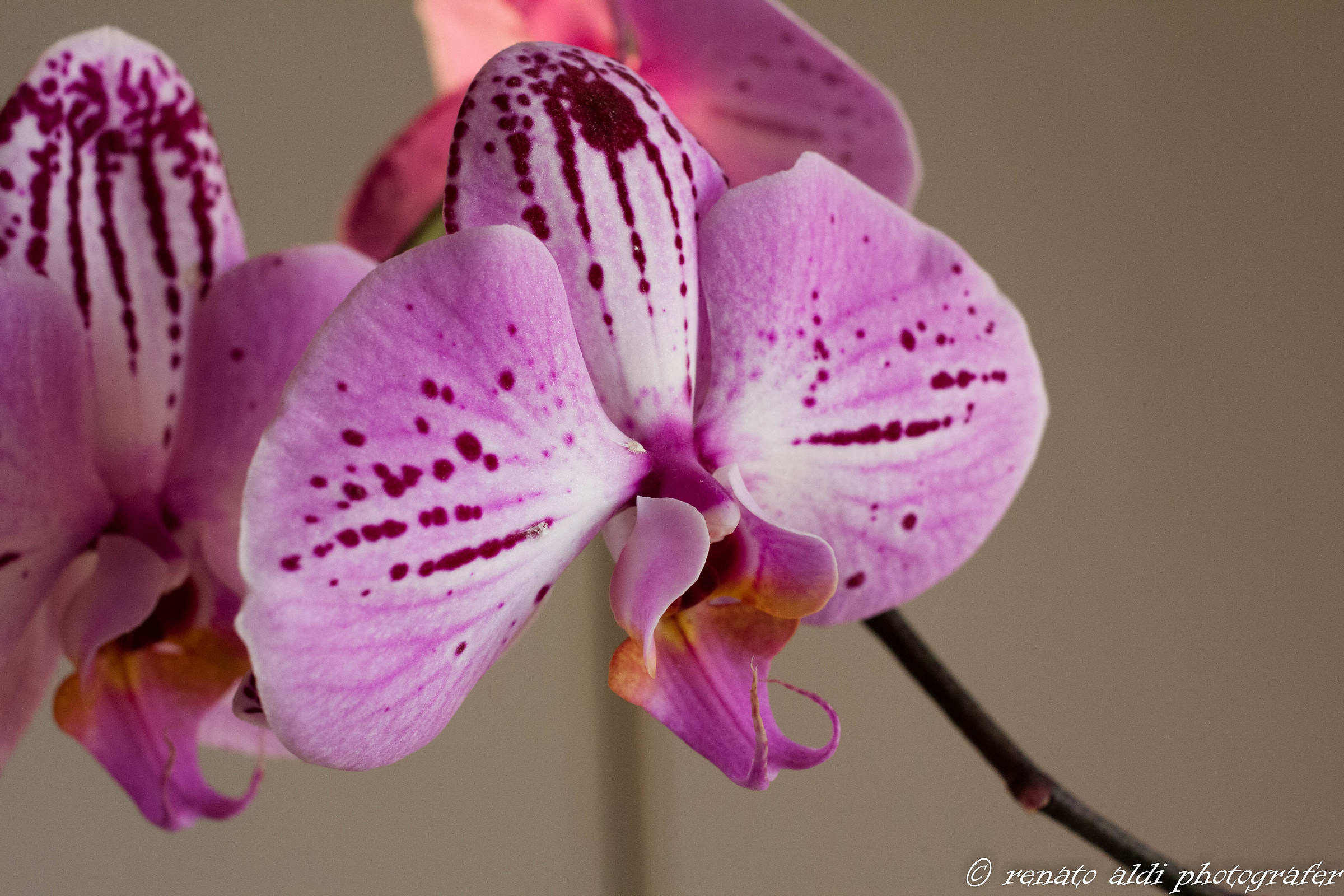 orchid 3...