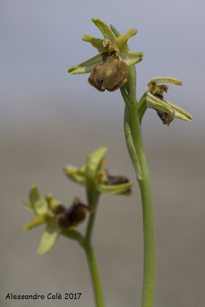 Ophrys sphegodes 0297...