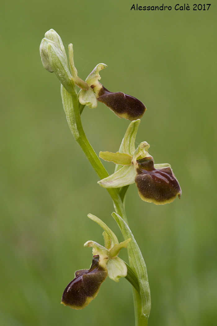Ophrys sphegodes 1875...