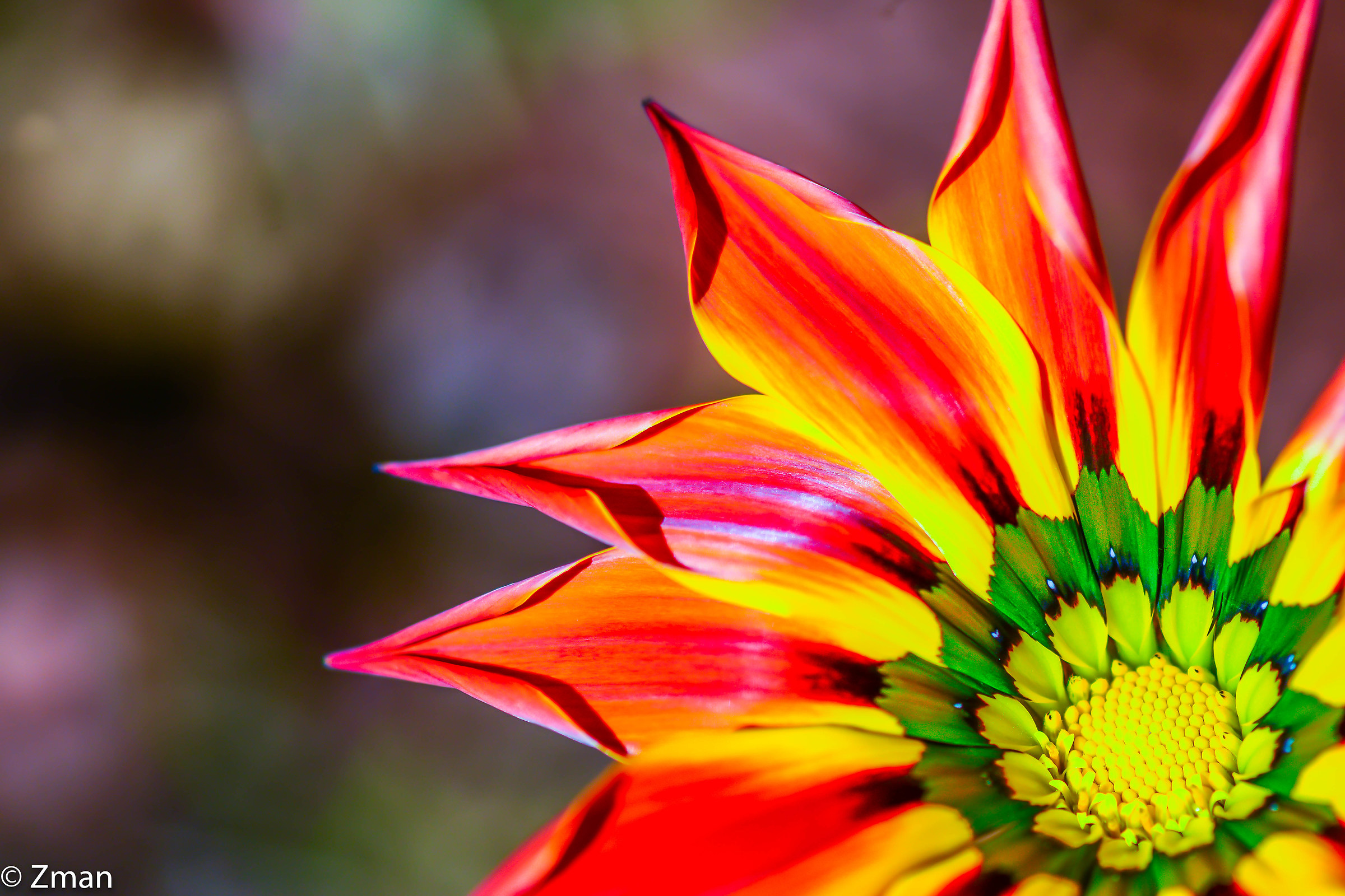 Flowers of Lebanon...