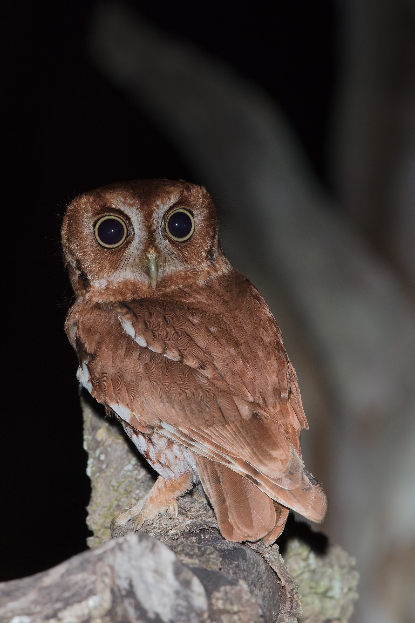 Screech Owl - Red Morph...