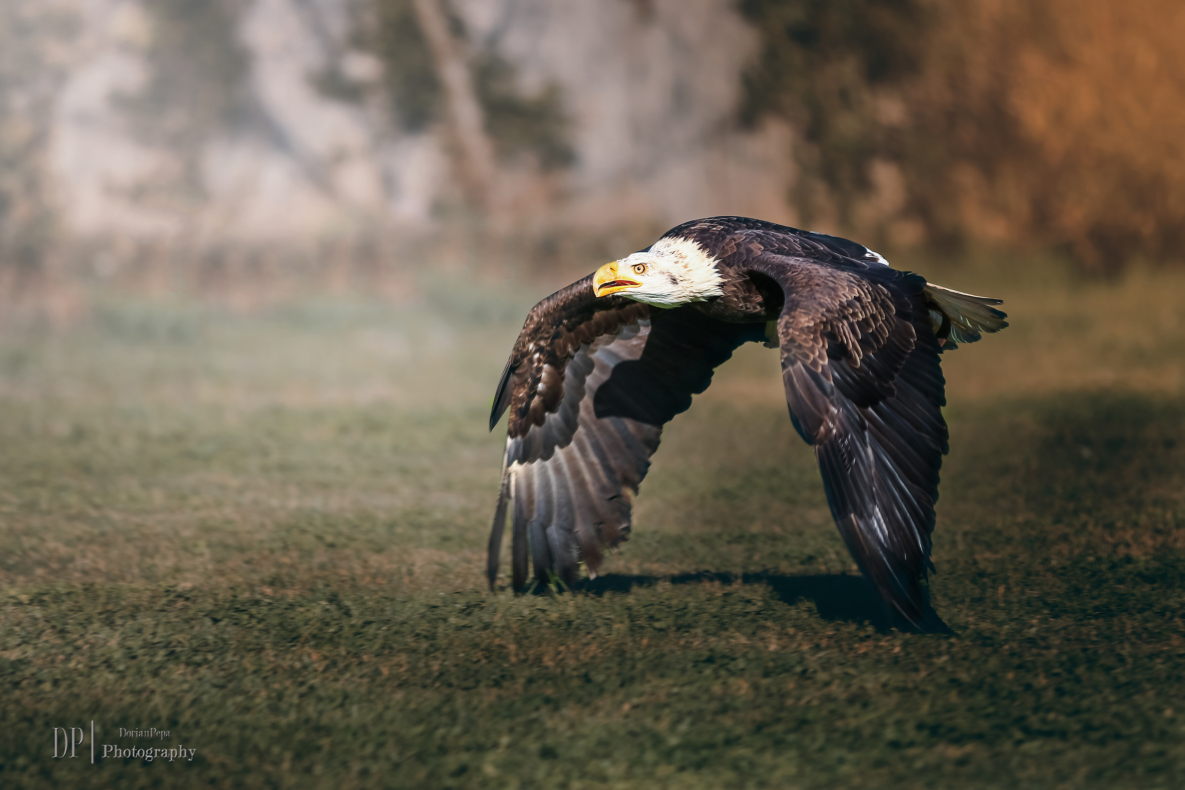 American Eagle...