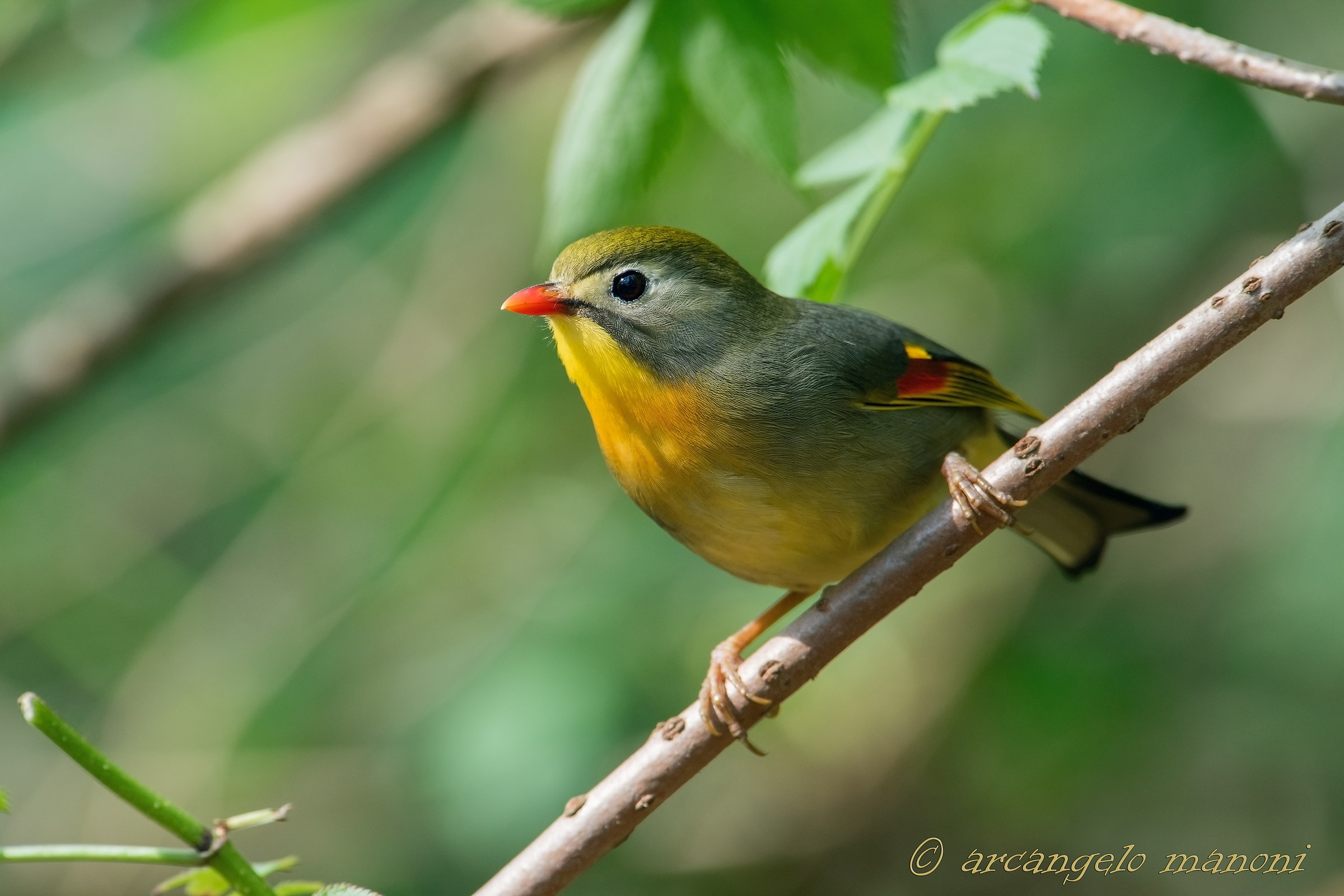 Facing among the green undergrowth fronds...