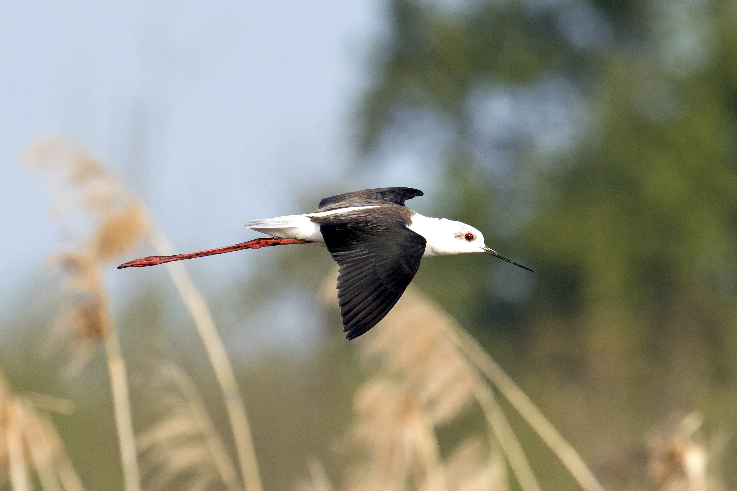 In flight over the reed...