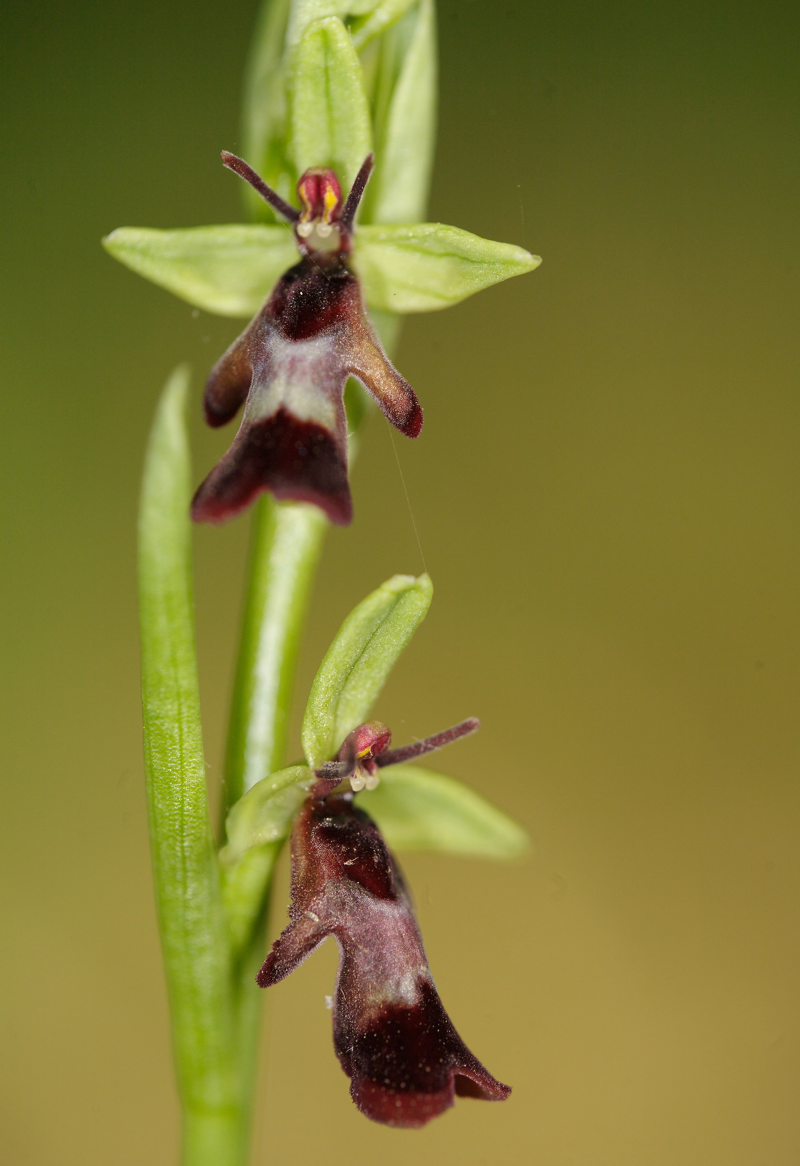 Orchis insectifera...