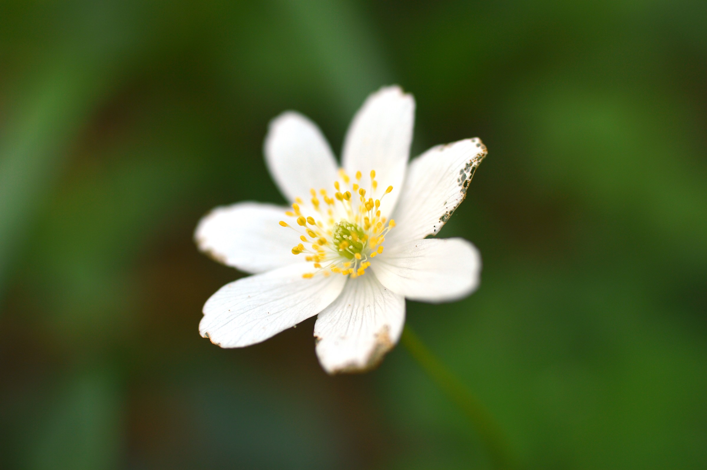 white flower...