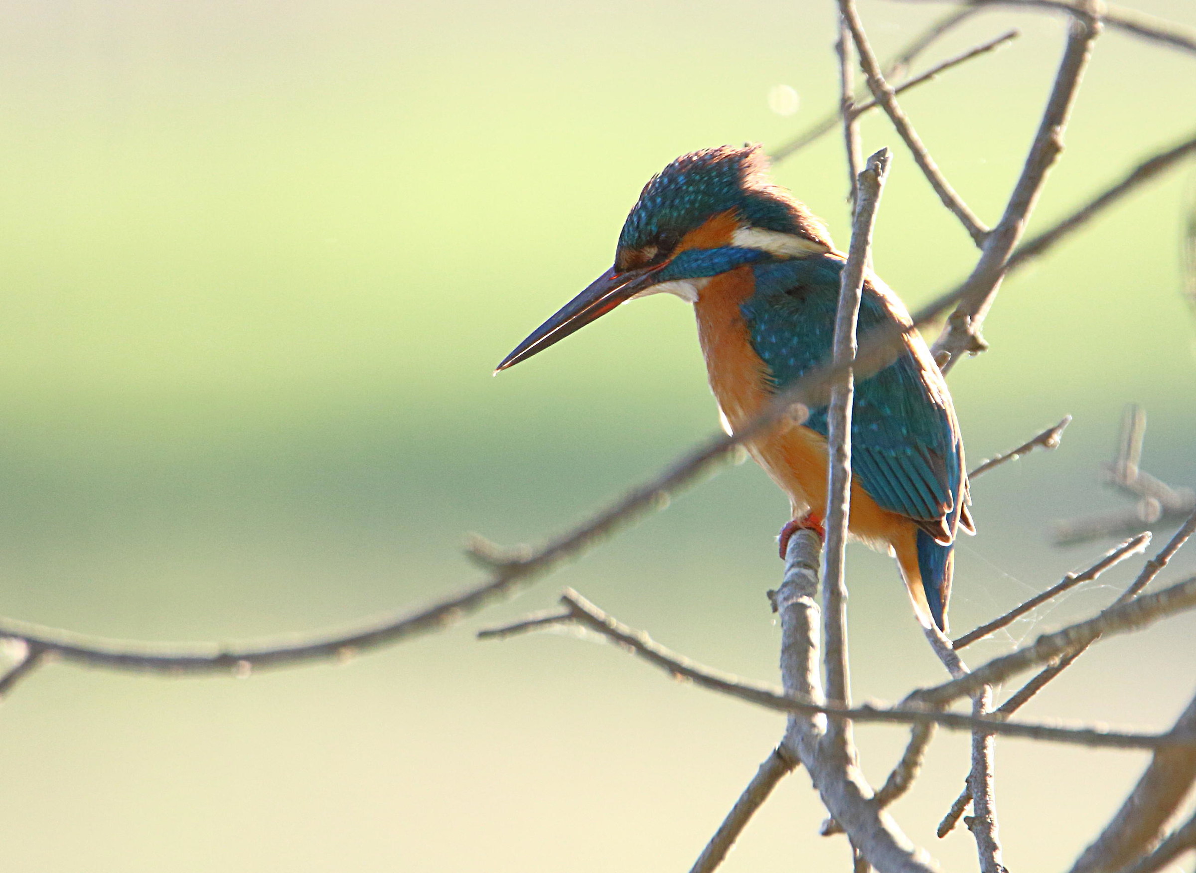 Martino backlit ........