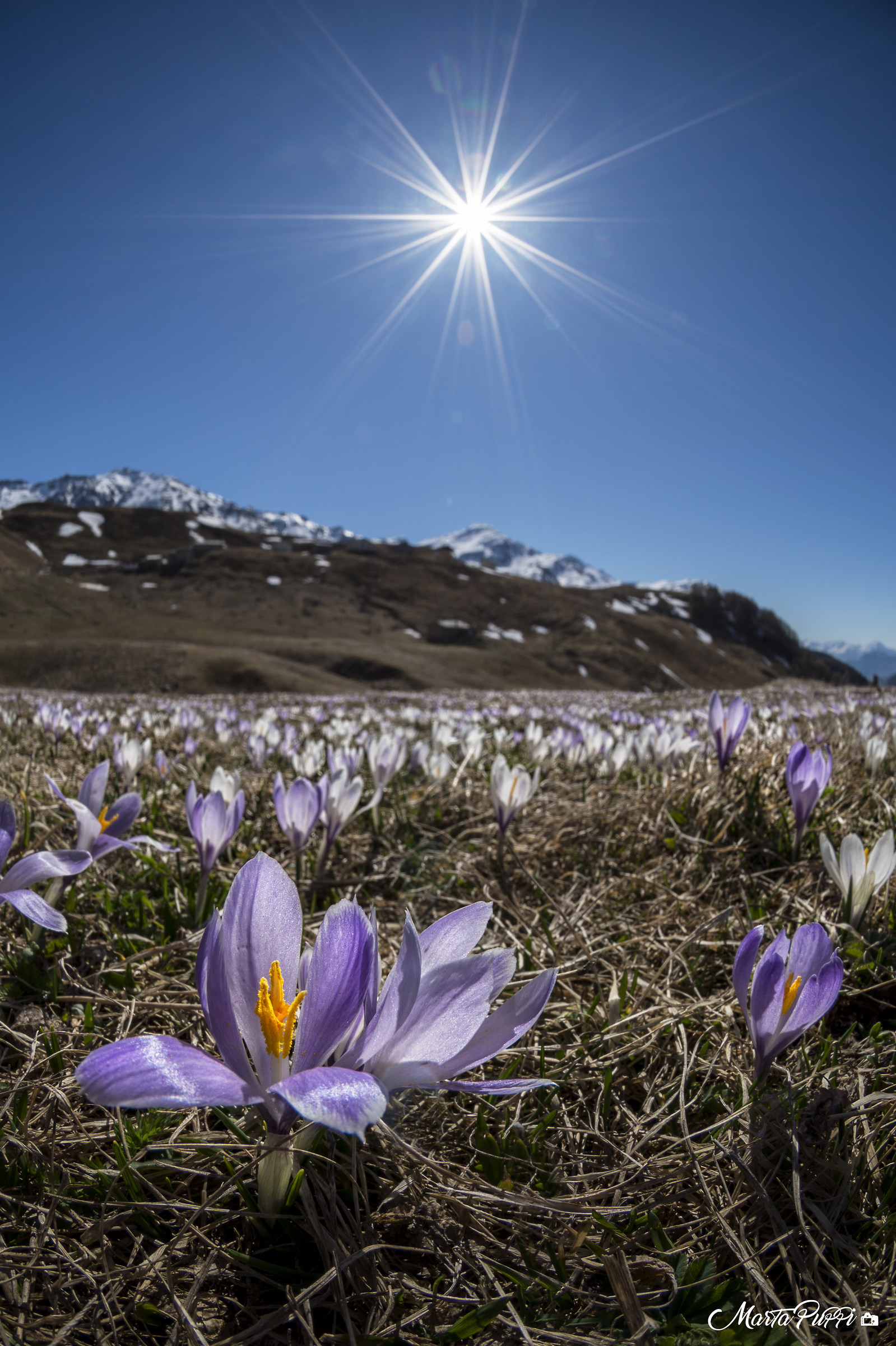 Spring at high altitude...