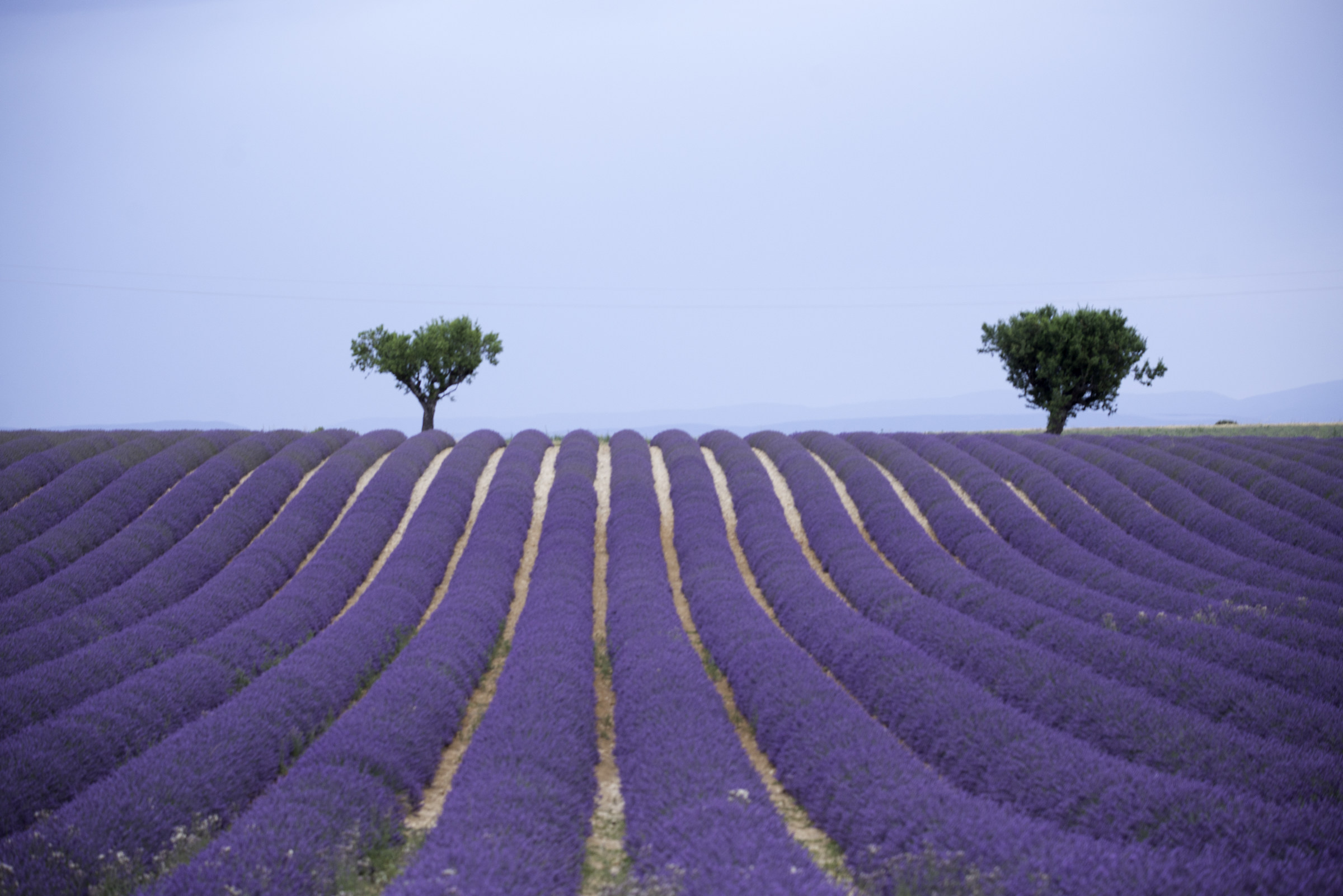 Provence lavender rows...