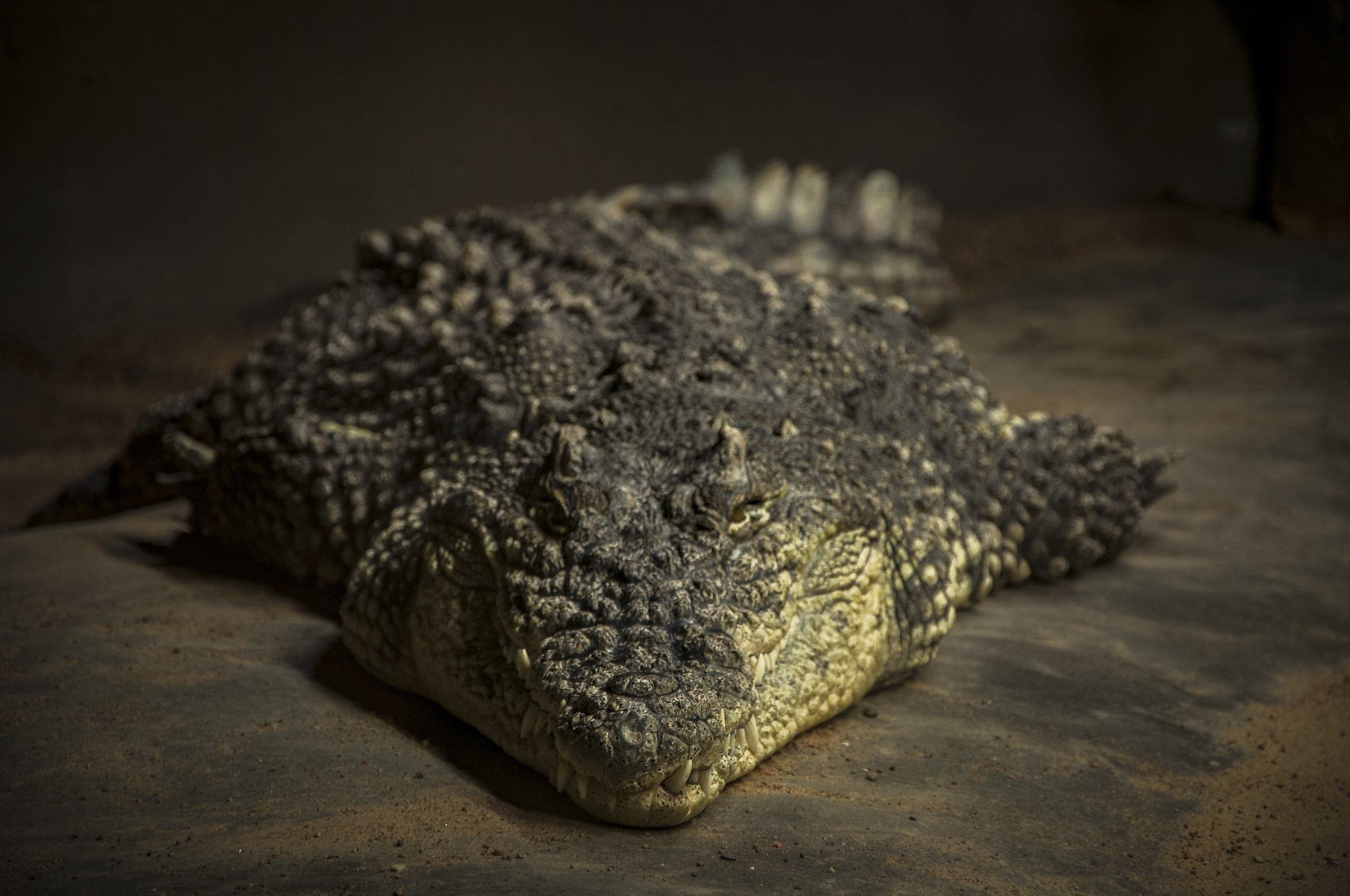 Do not awaken the sleeping crocodile ......