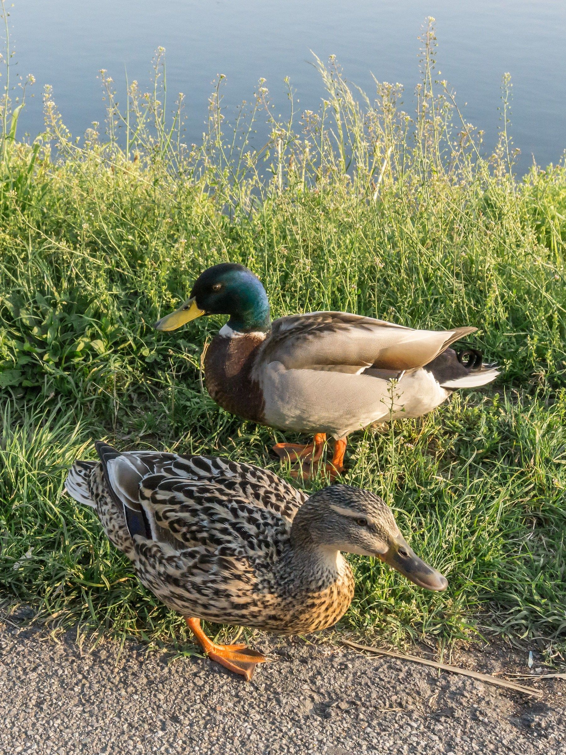 Young Couple Germans towpath - 2...