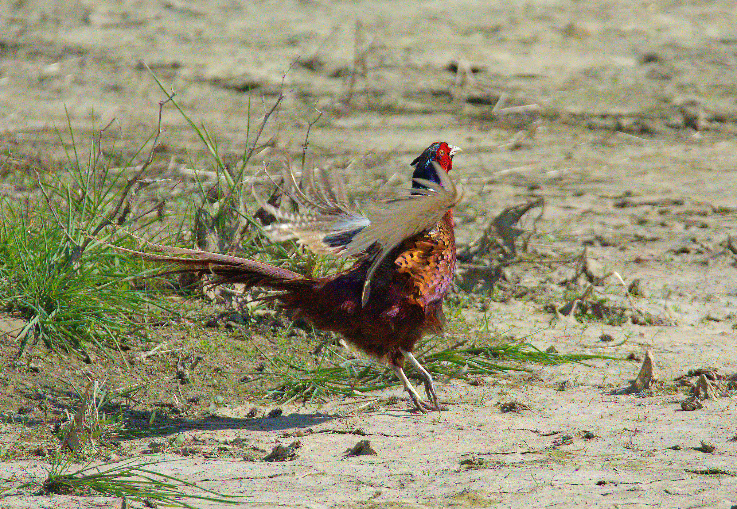 male pheasant...