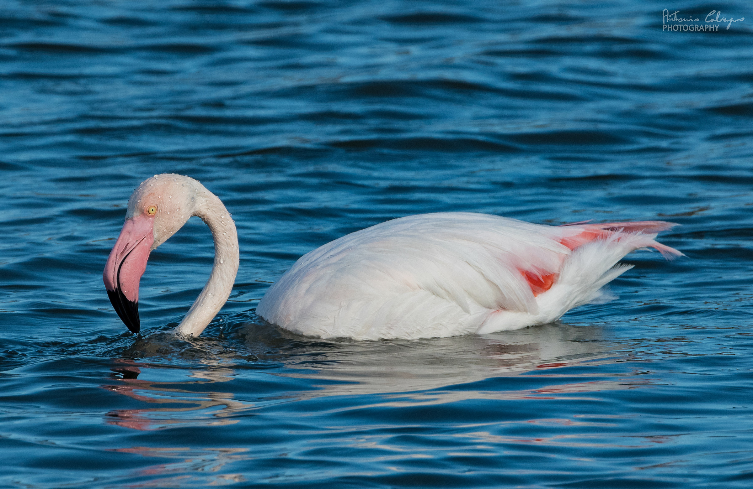 pink flamingo...