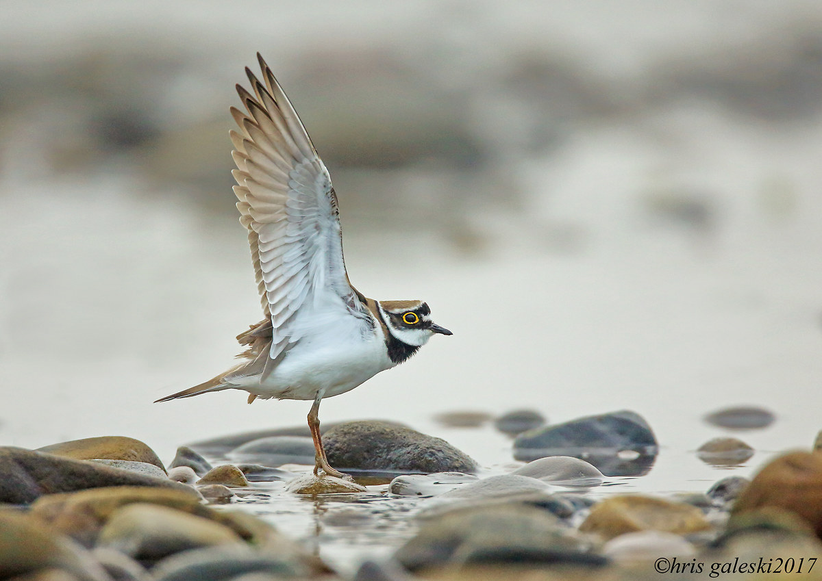 Wings of an Angel Little Ringed Plover...