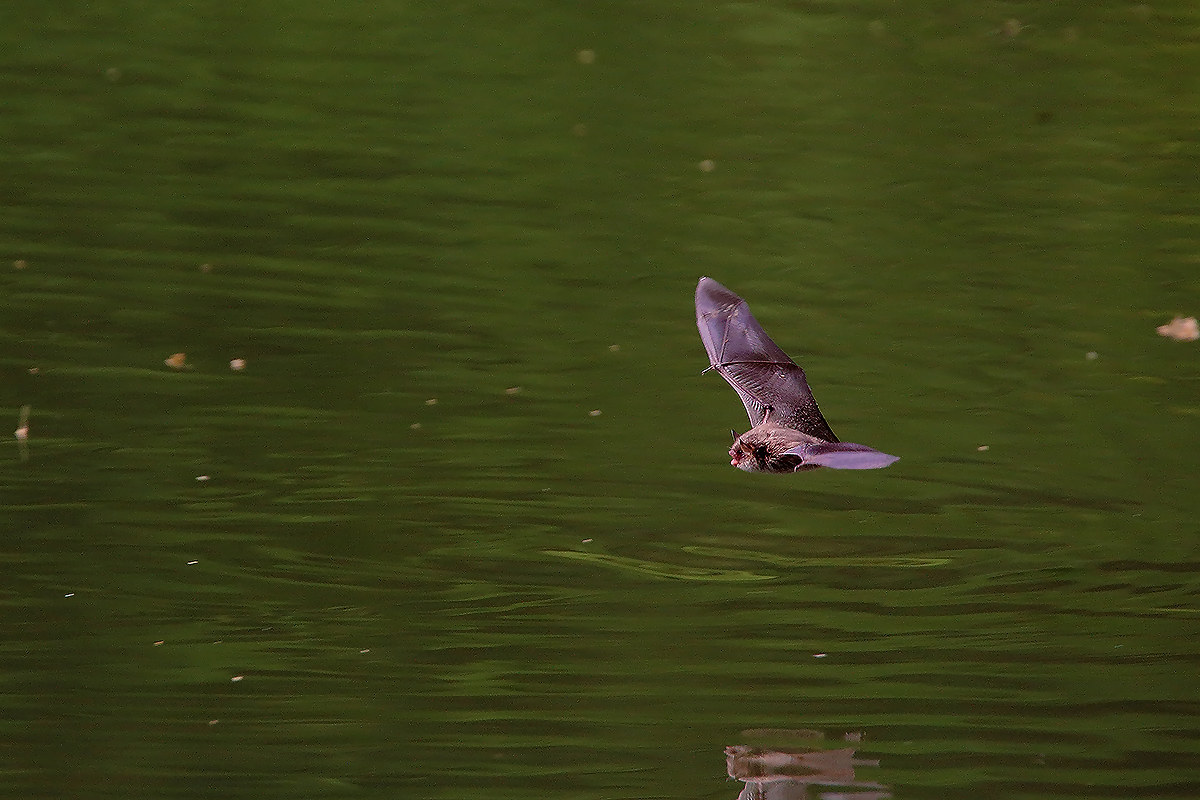 mammal volante2...