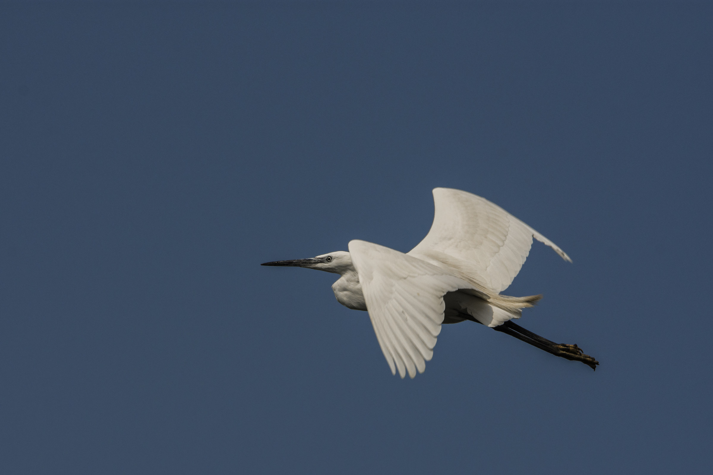 Egret in flight .. on the fly!...