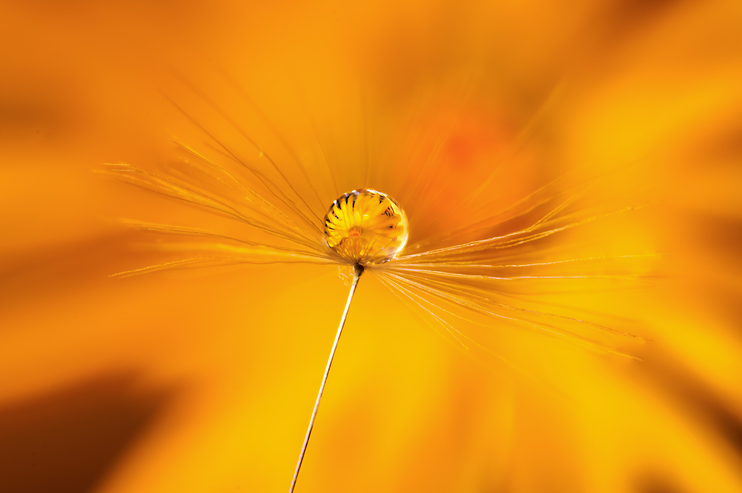 Drops and flowers in macro photography...