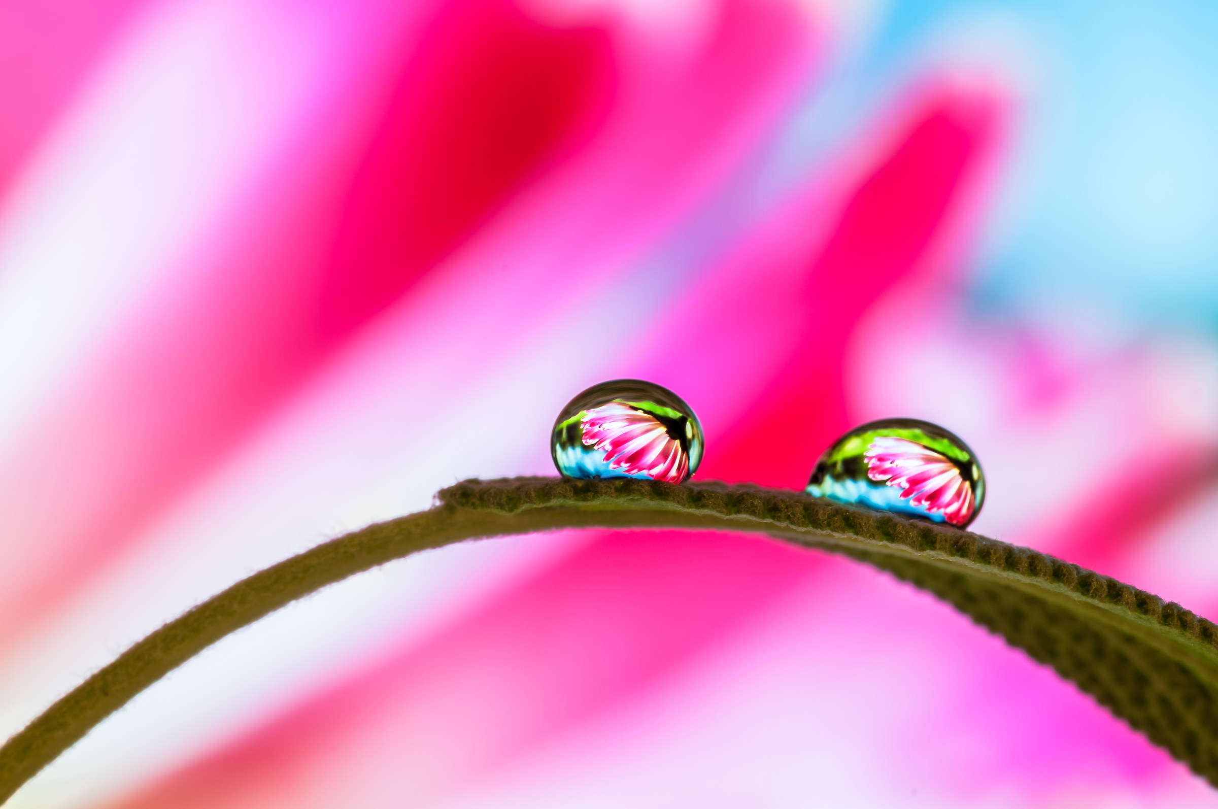Drops and flowers in macro photography...