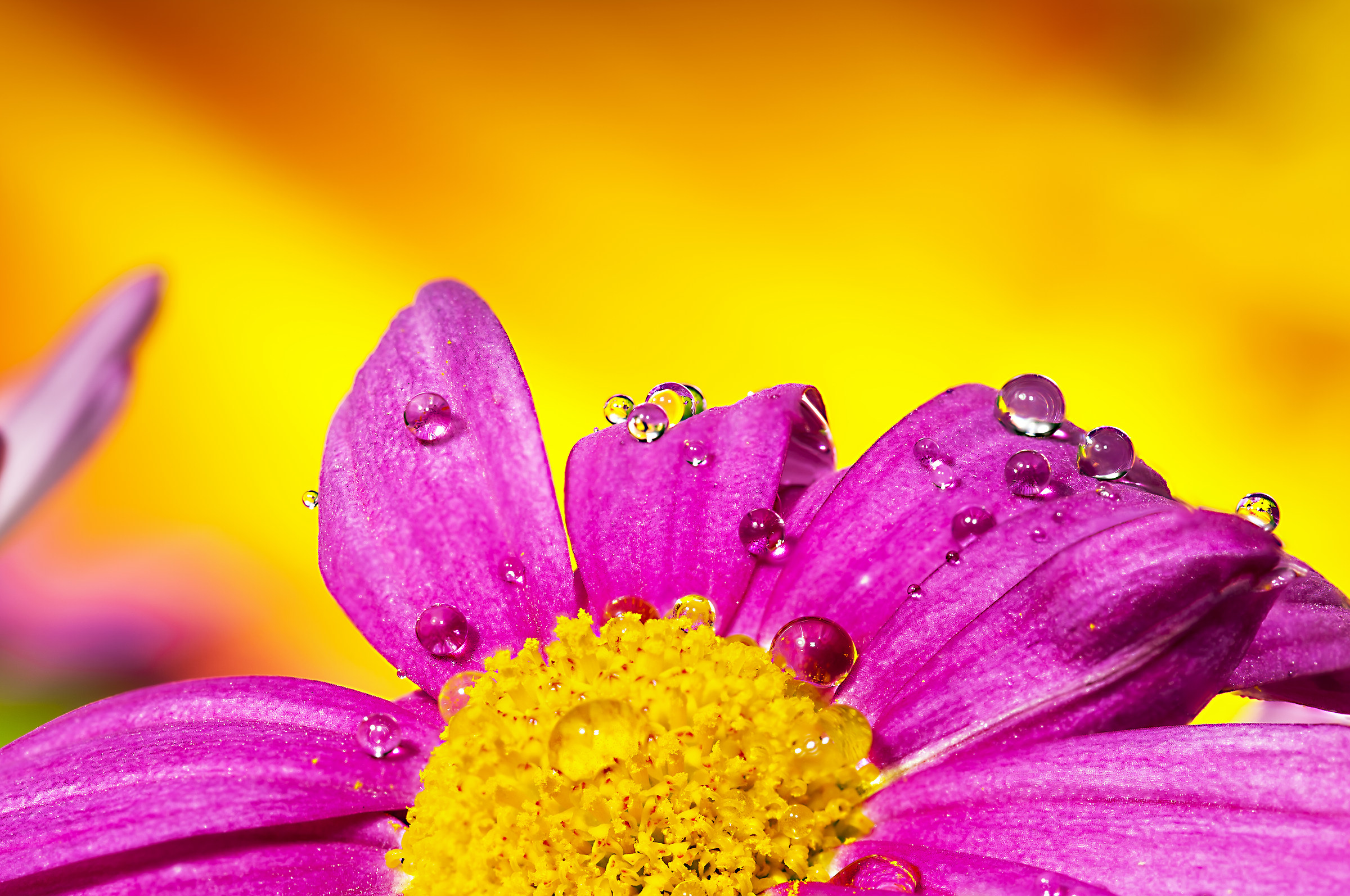 Drops and flowers in macro photography...