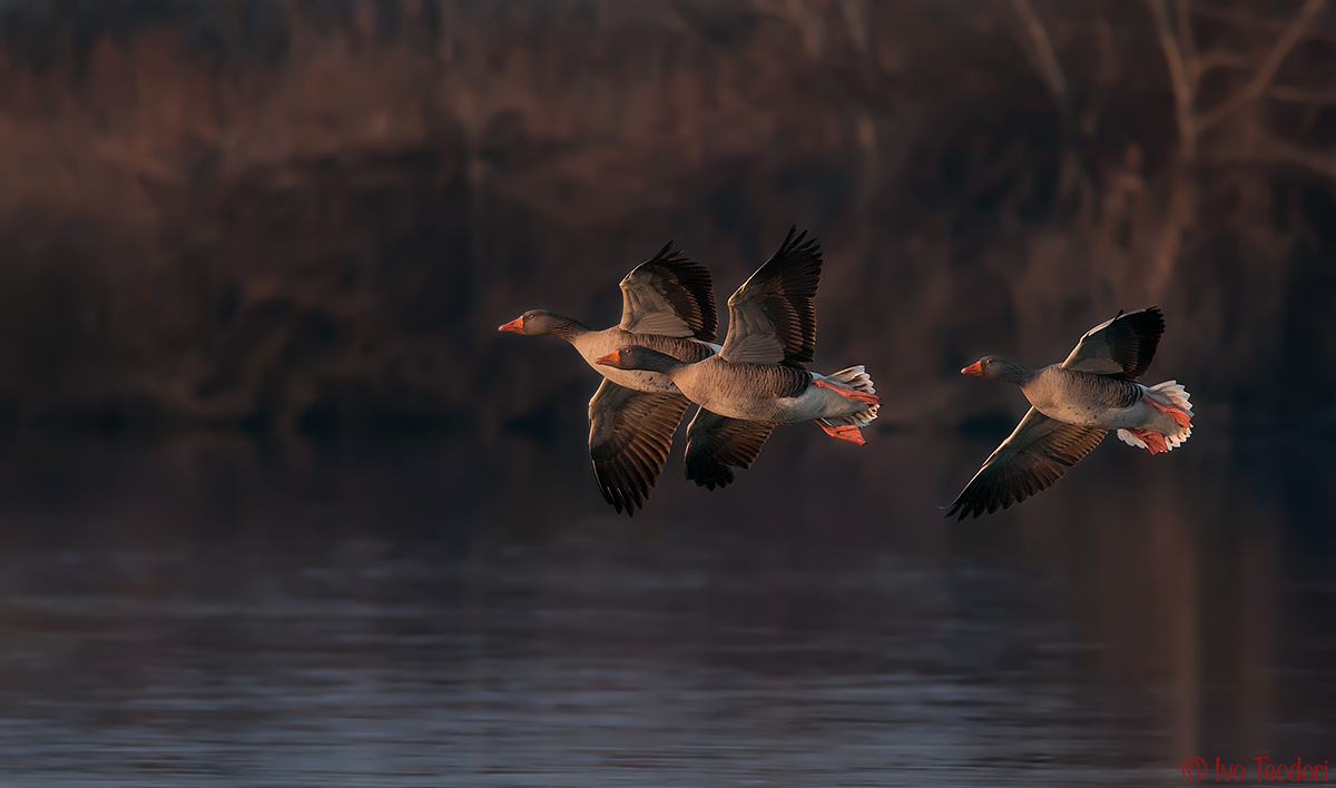 Wild Geese....