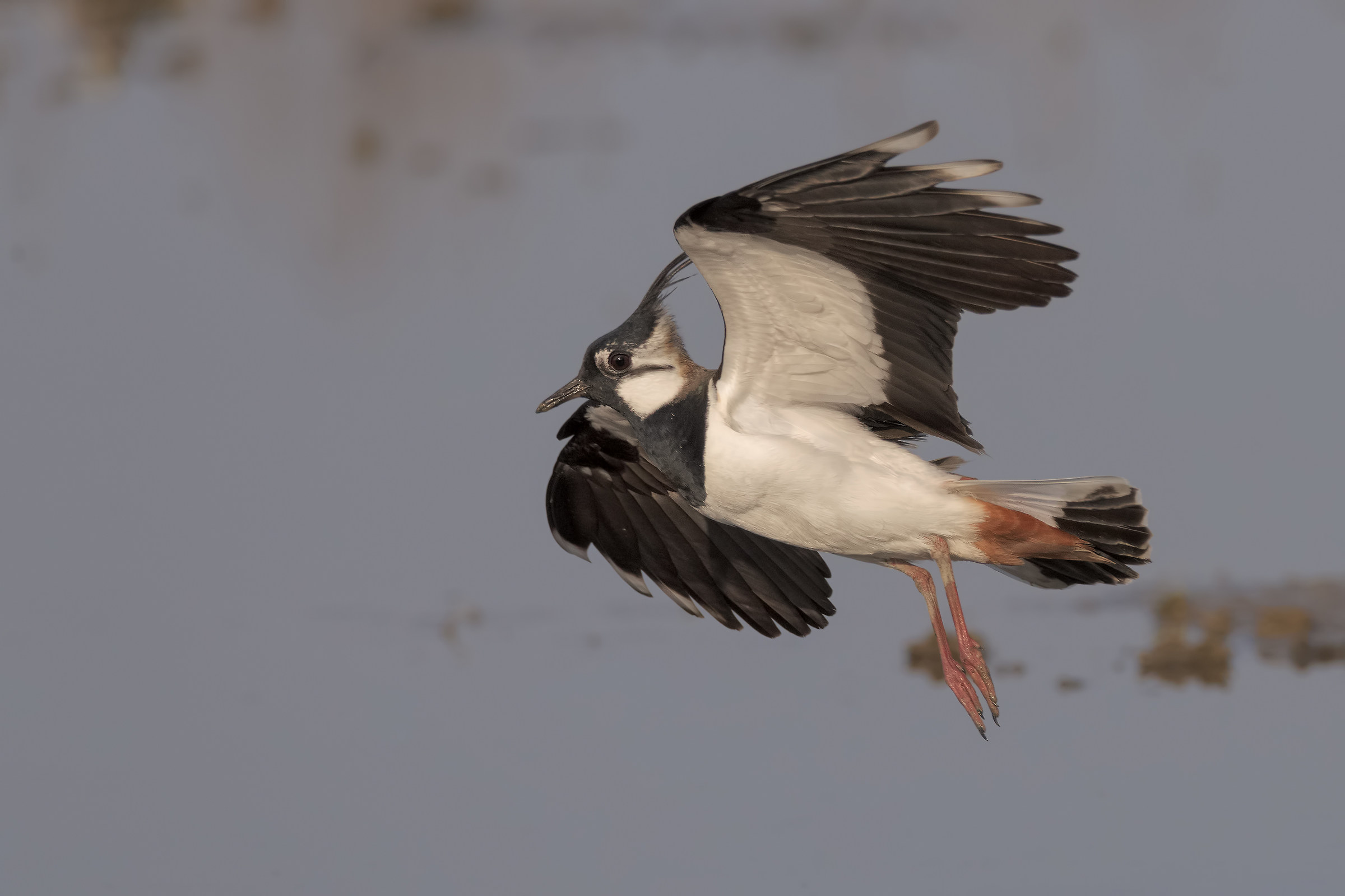 The flight of the lapwing...