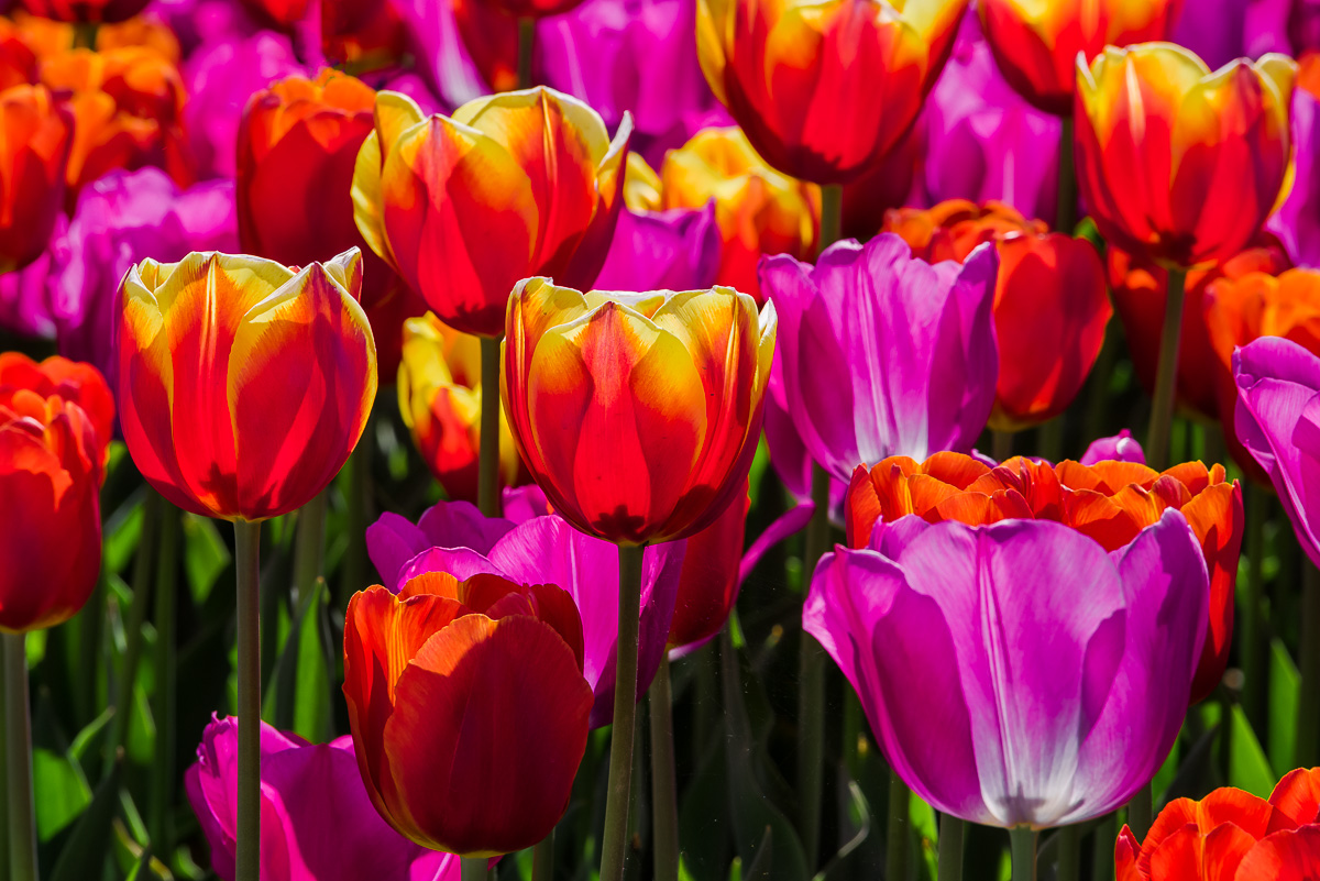 Tulips in Cornaredo...