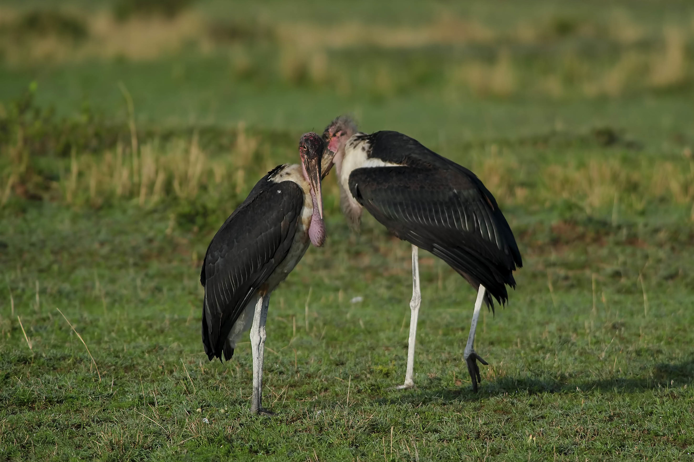 Confidenze nella savana...