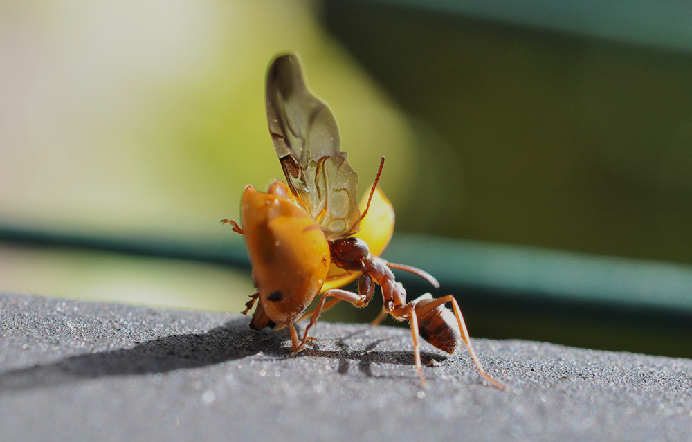 la formica e ela coccinella...