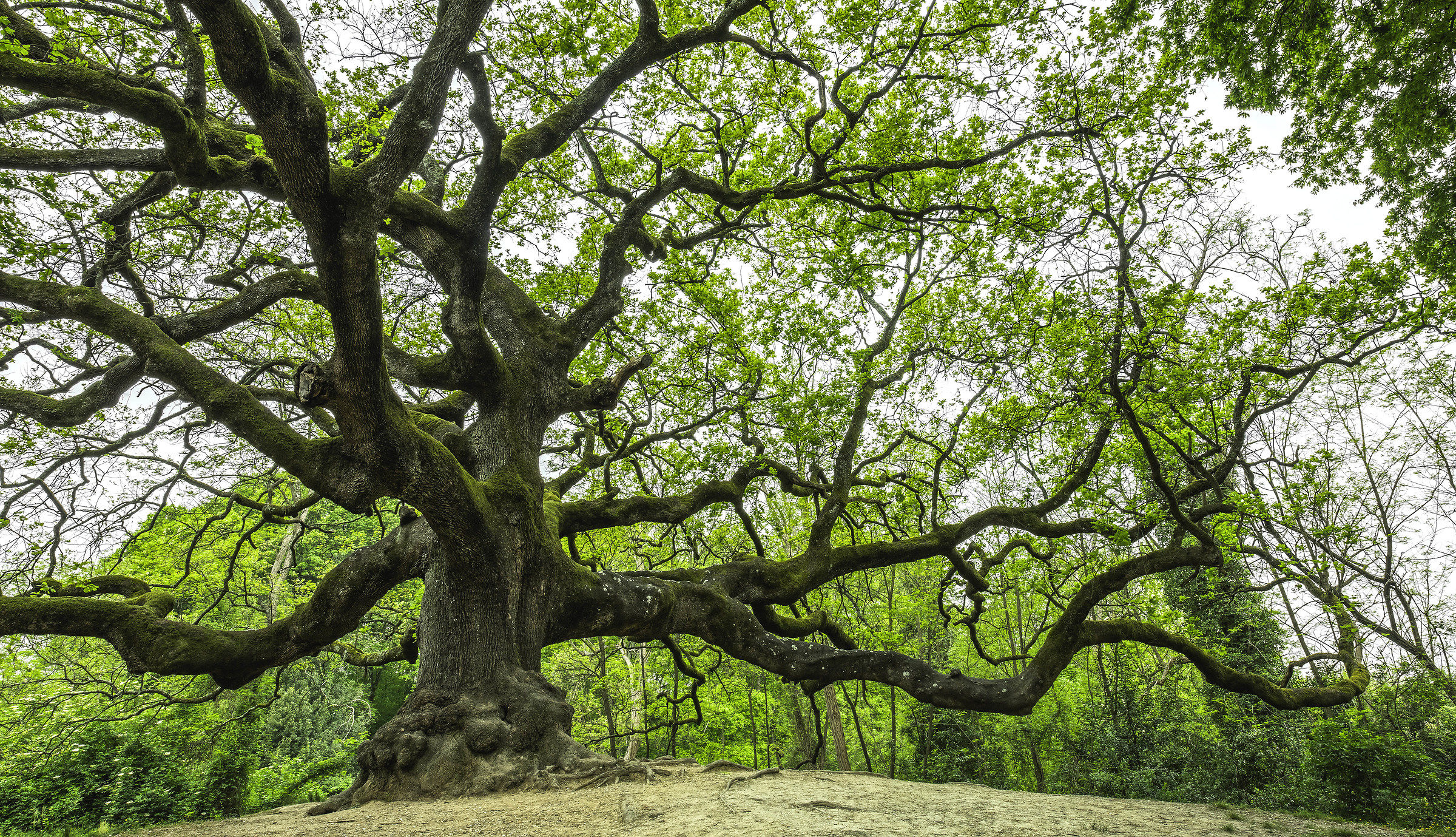 Witches's Oak Tree...