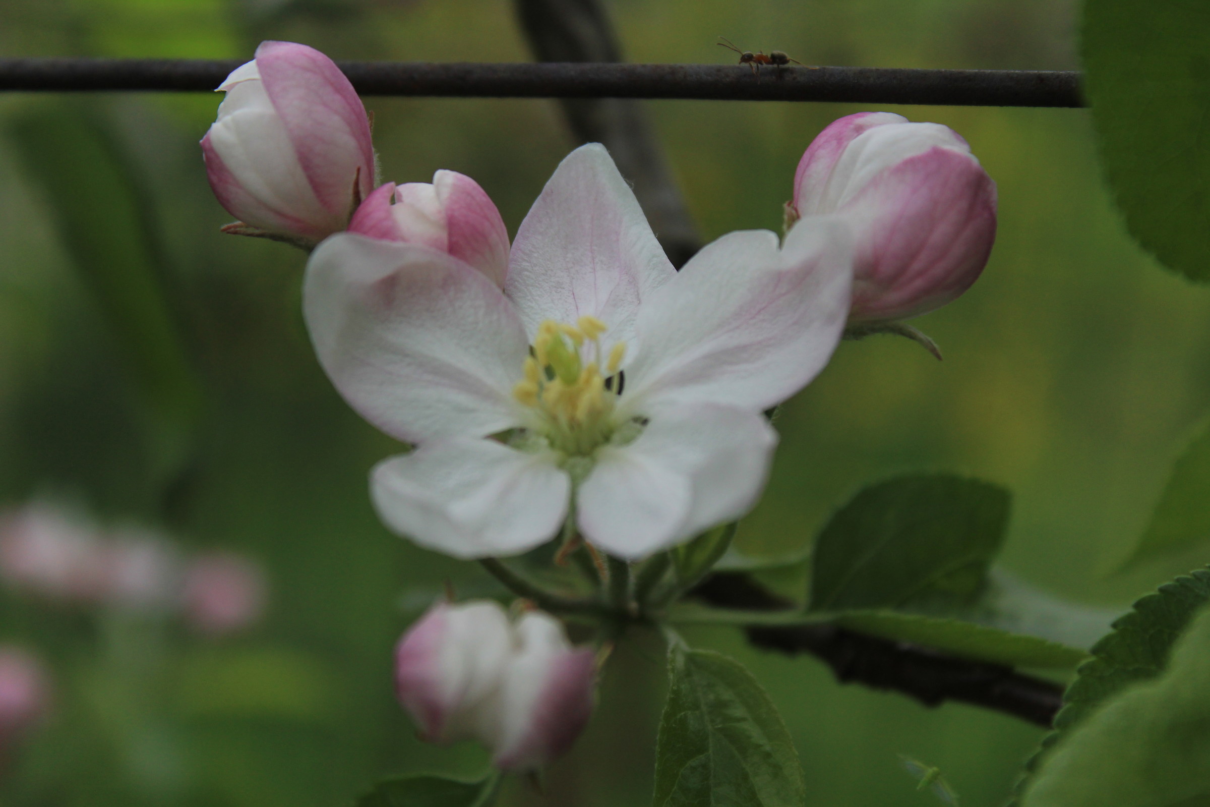 Fiore del melo...