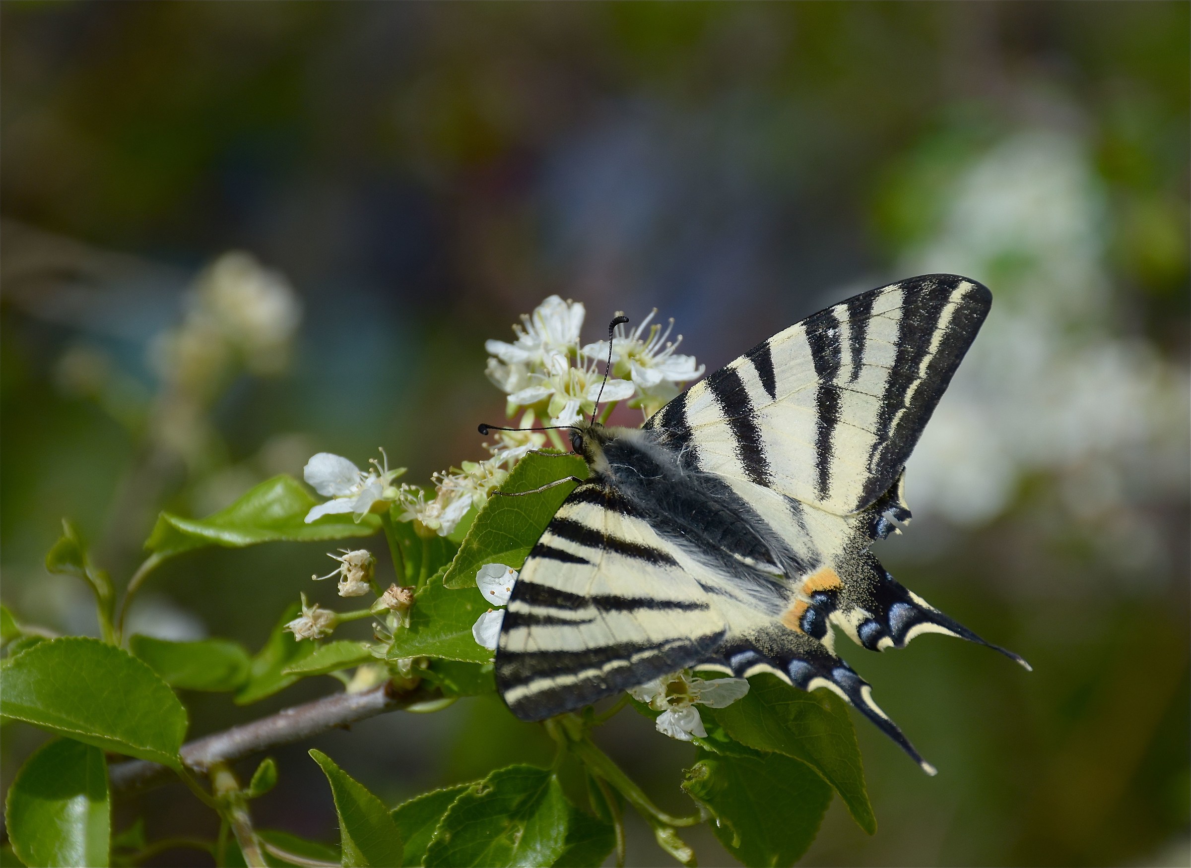 Papilio alexanor...