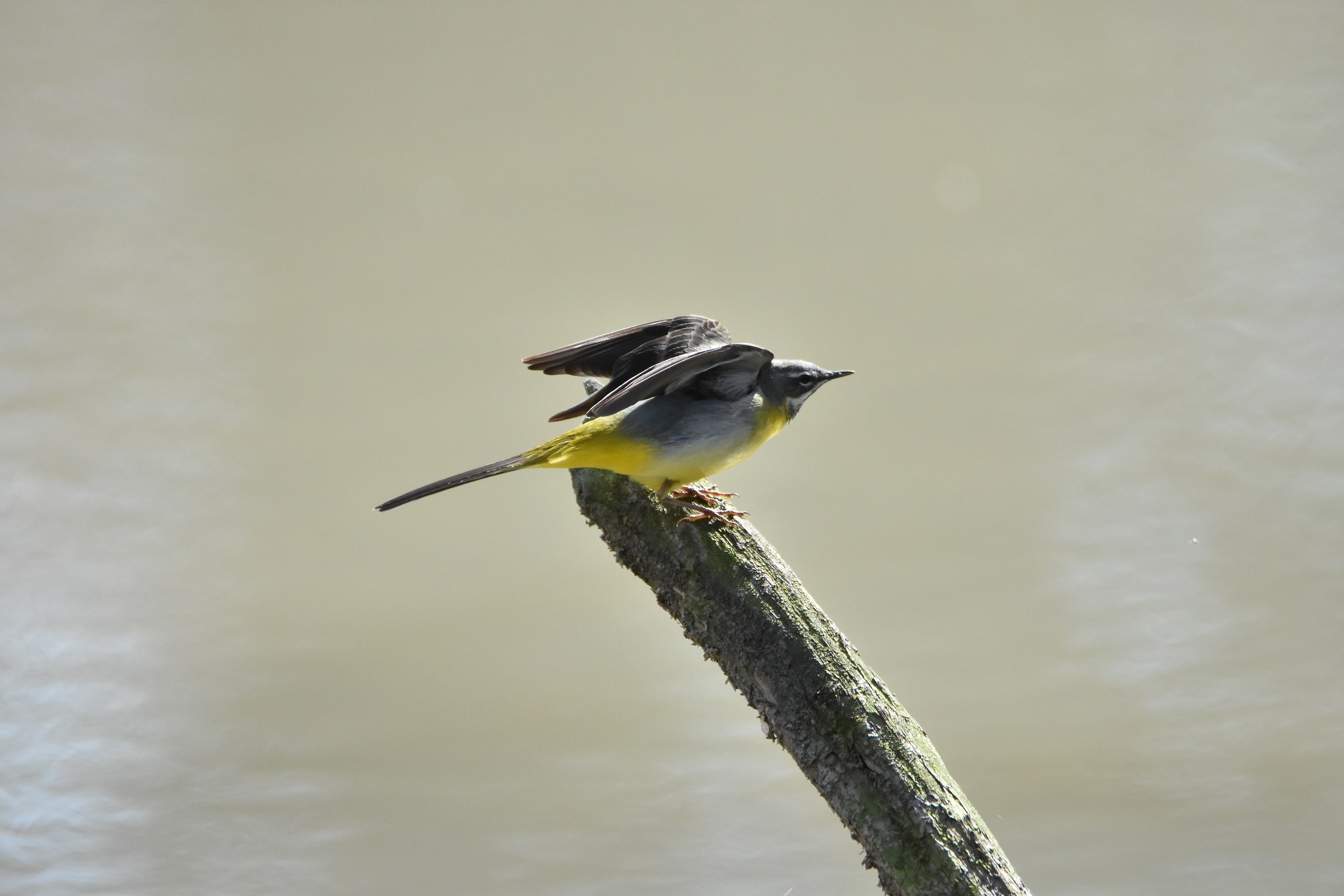 Gray Wagtail...