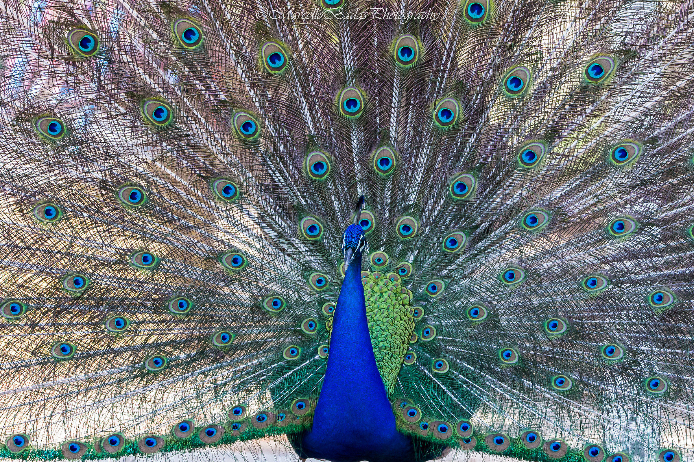 His Majesty Peacock...