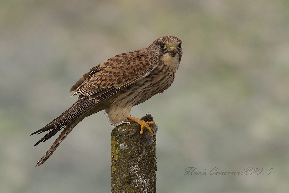 Kestrel with small catch...