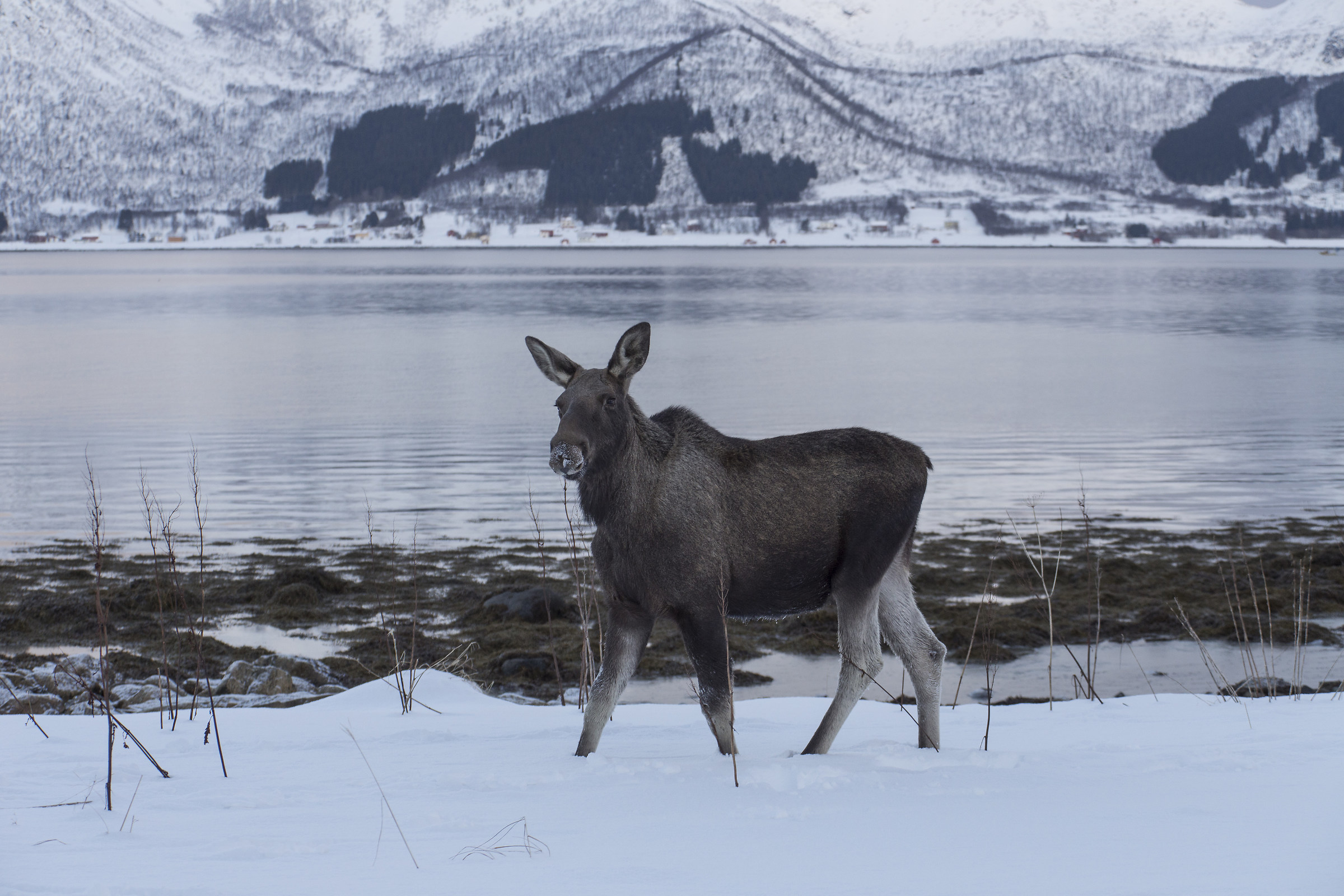 Moose in Troms...