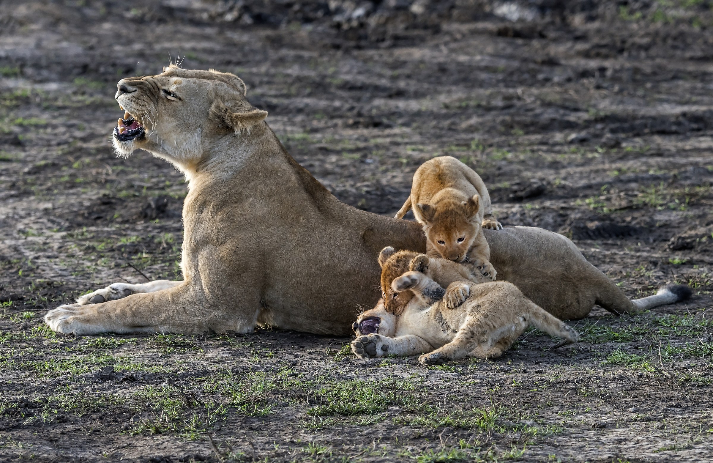 Tanzania 2017 - Efusioni...