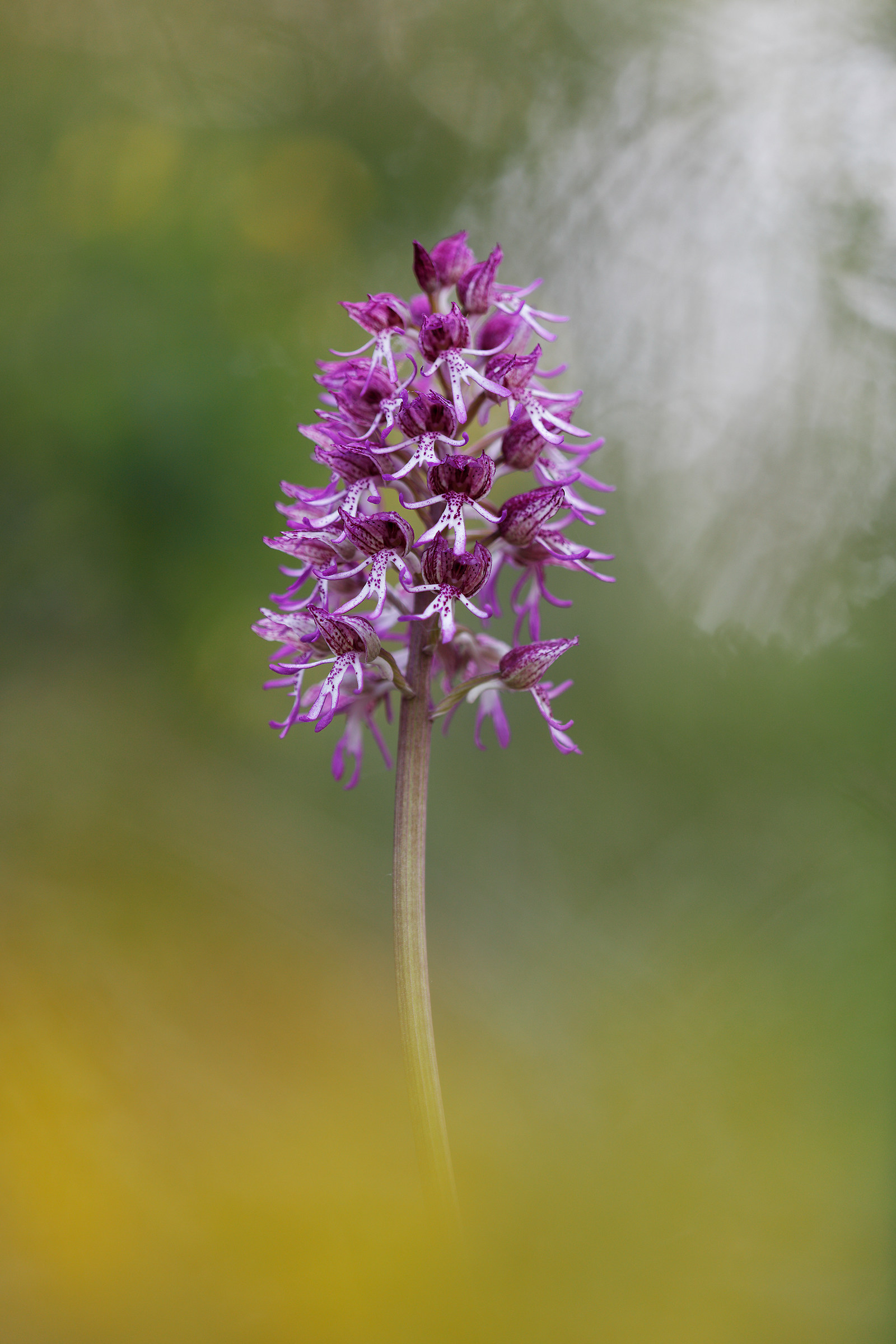Orchis angusticruris...