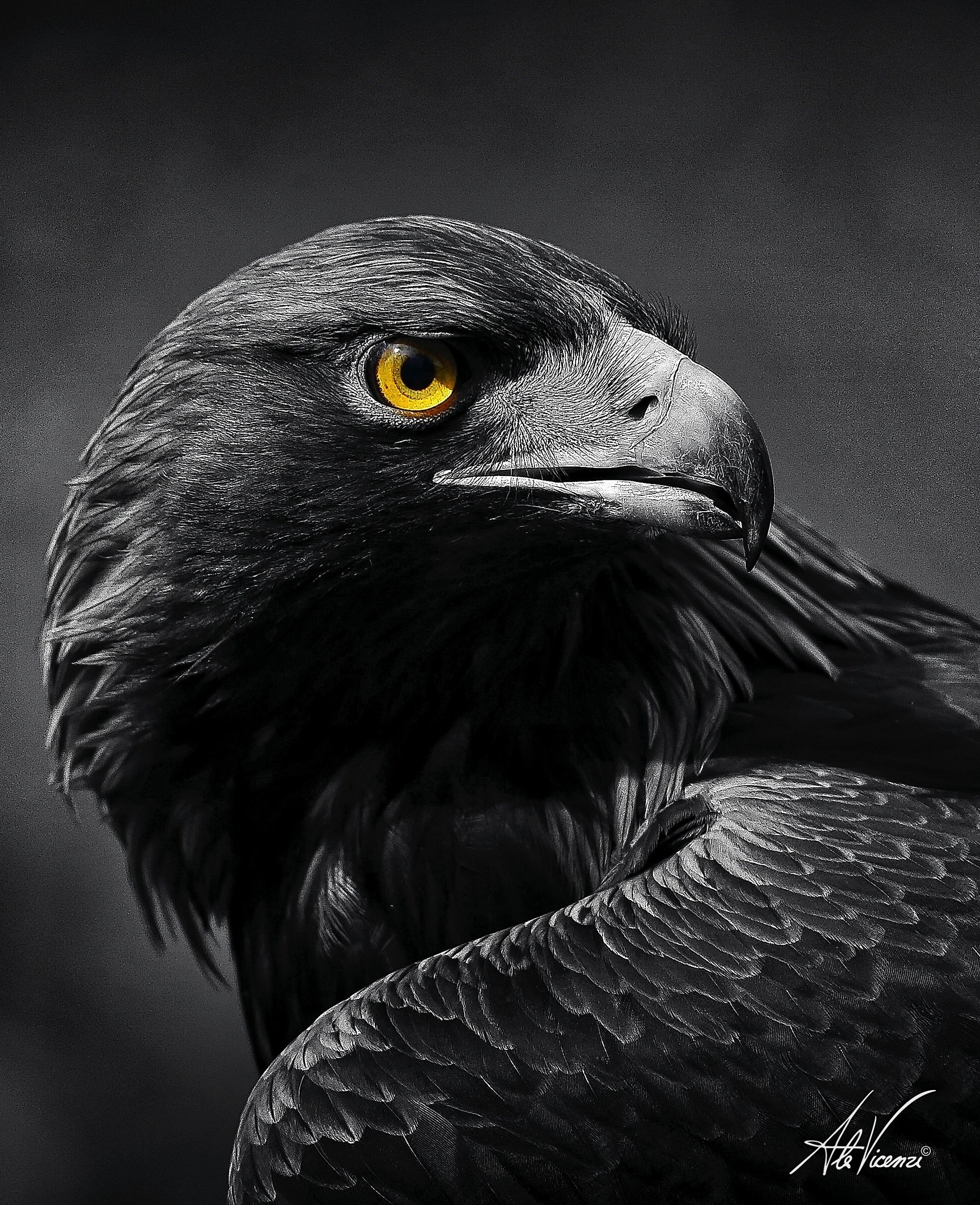 Eagle eye...