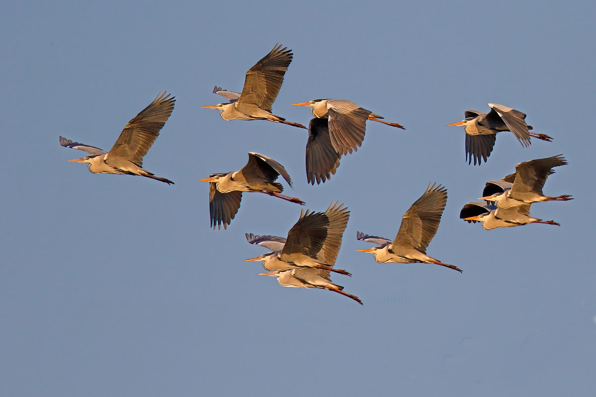 Gray Heron...