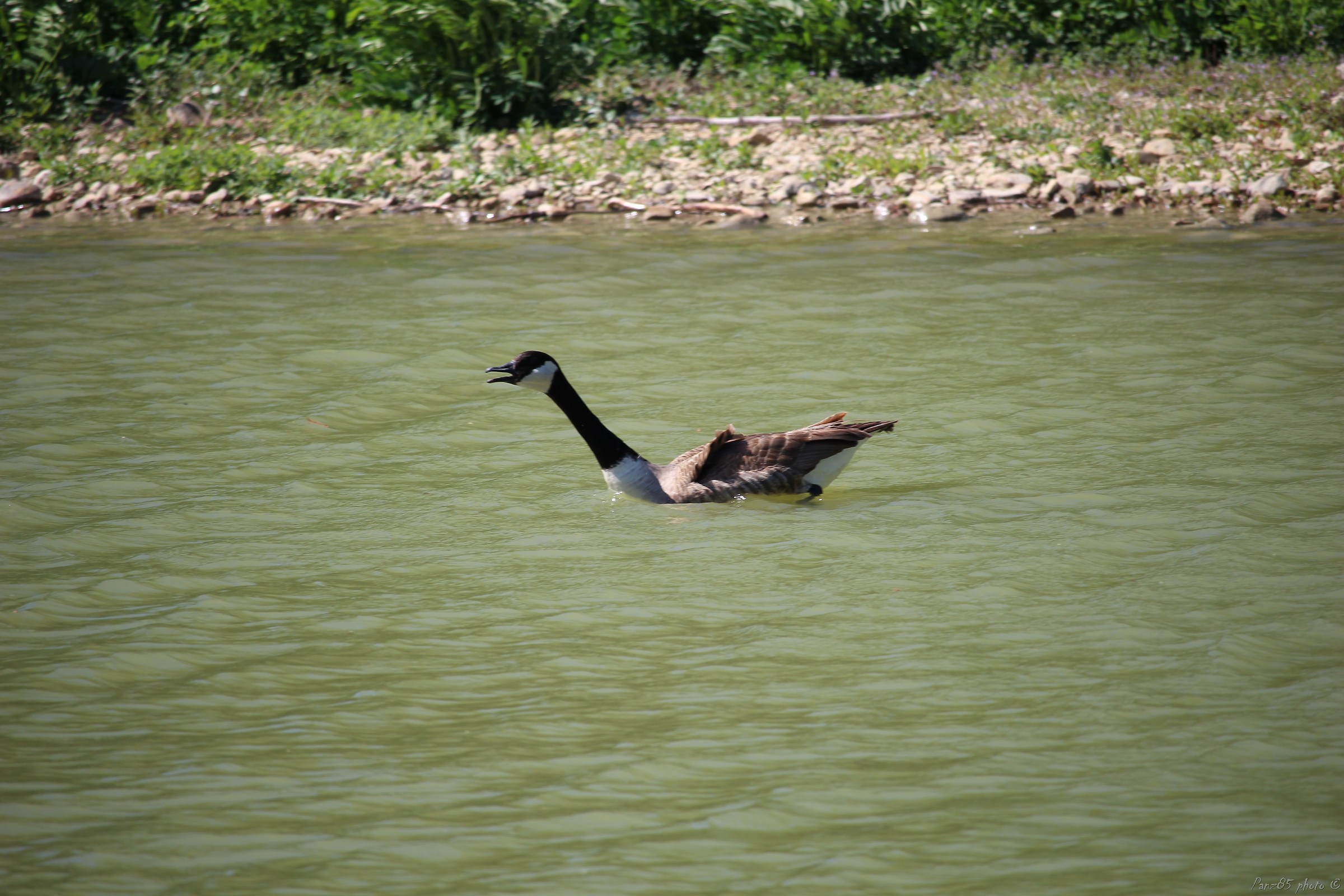 Canada Goose...